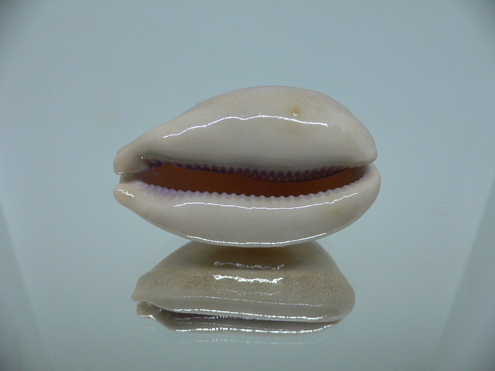 Cypraea carneola WIDE