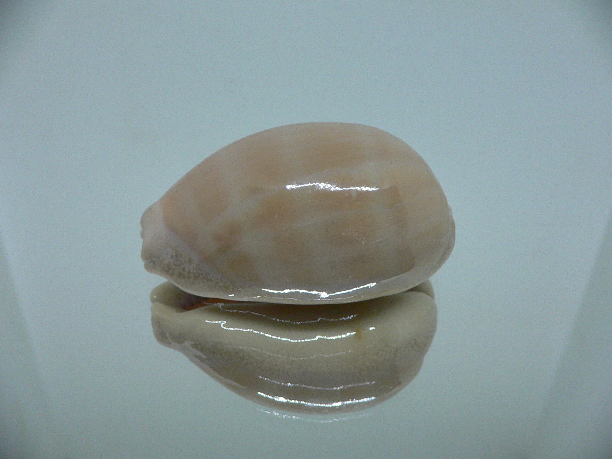 Cypraea carneola WIDE