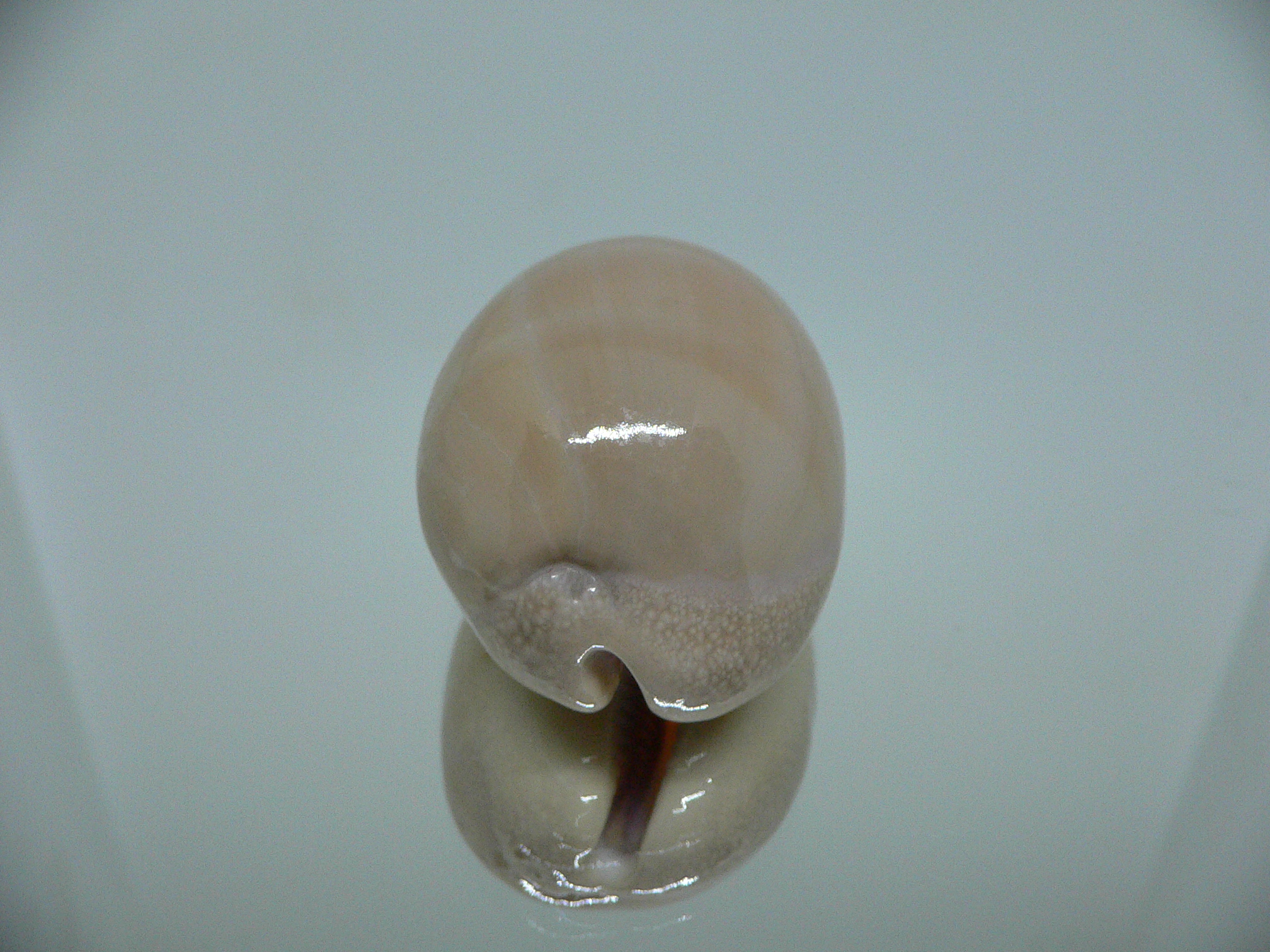 Cypraea carneola WIDE