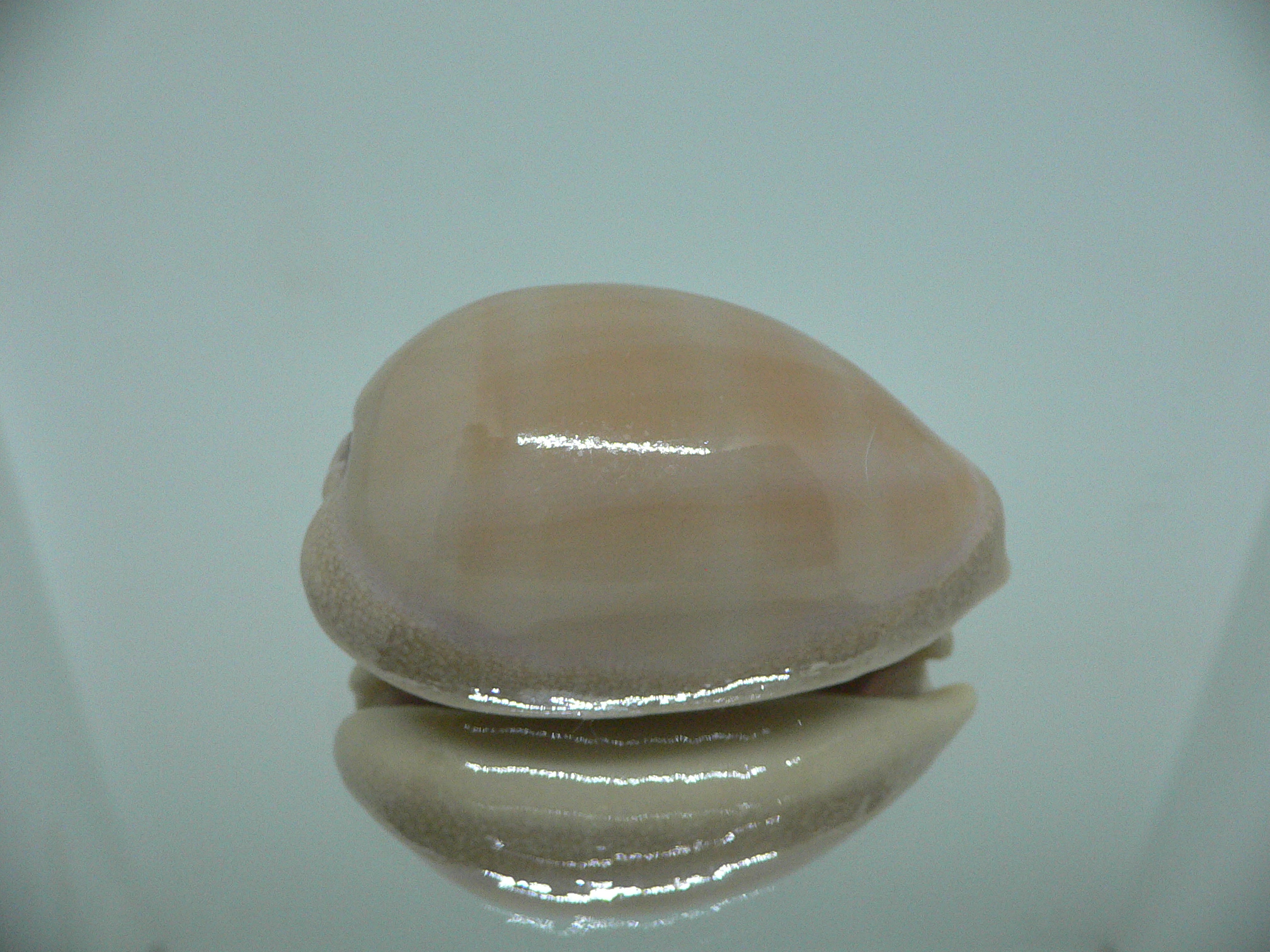 Cypraea carneola WIDE