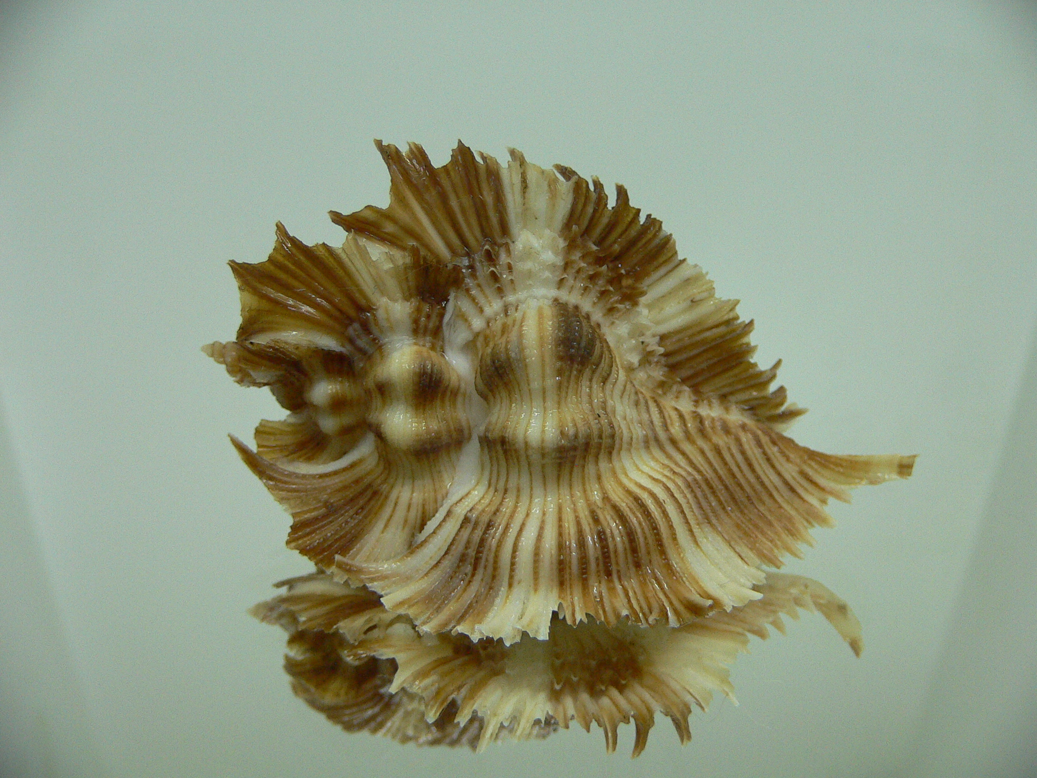 Chicoreus miyokoae SUPER