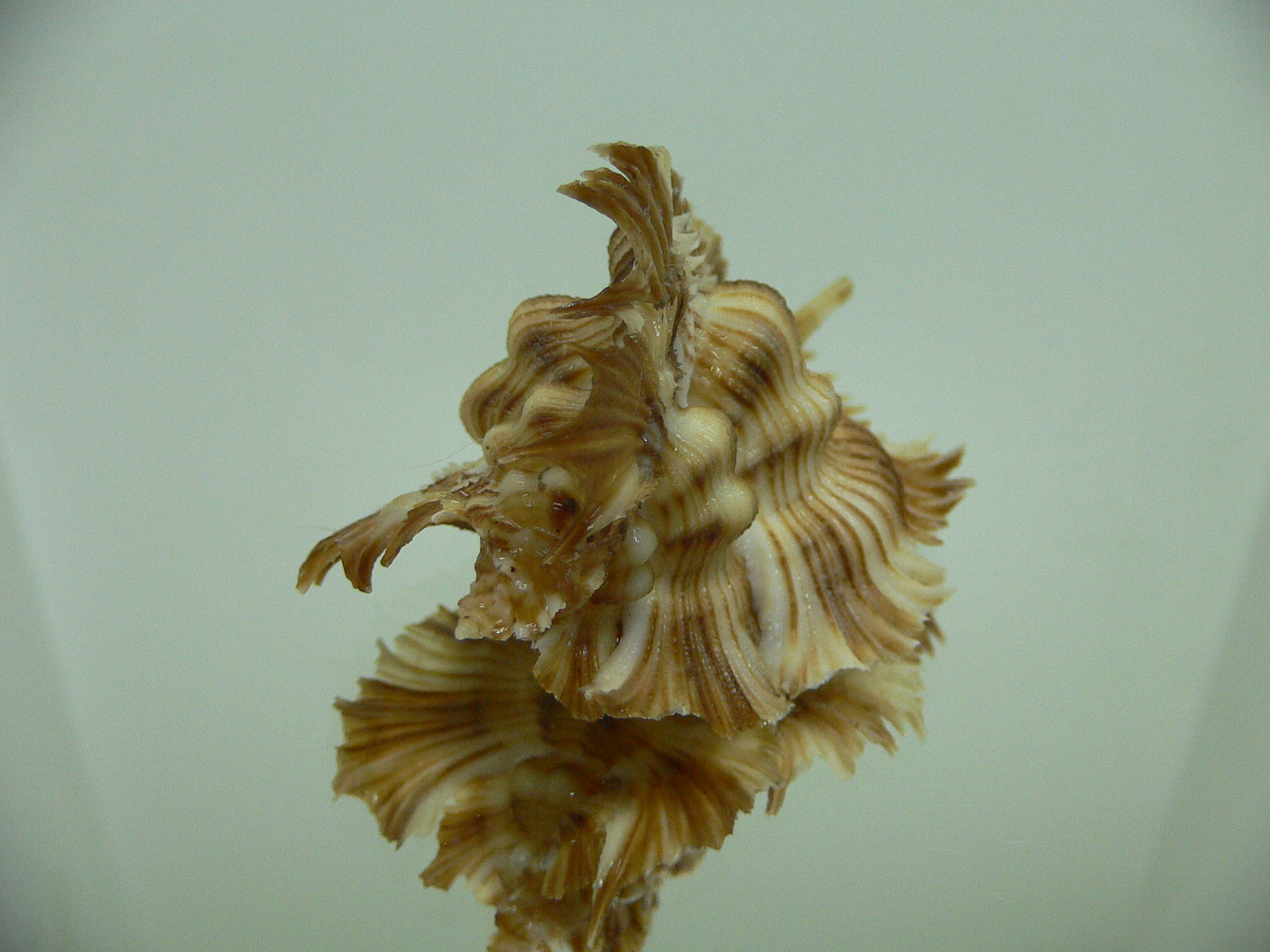 Chicoreus miyokoae SUPER