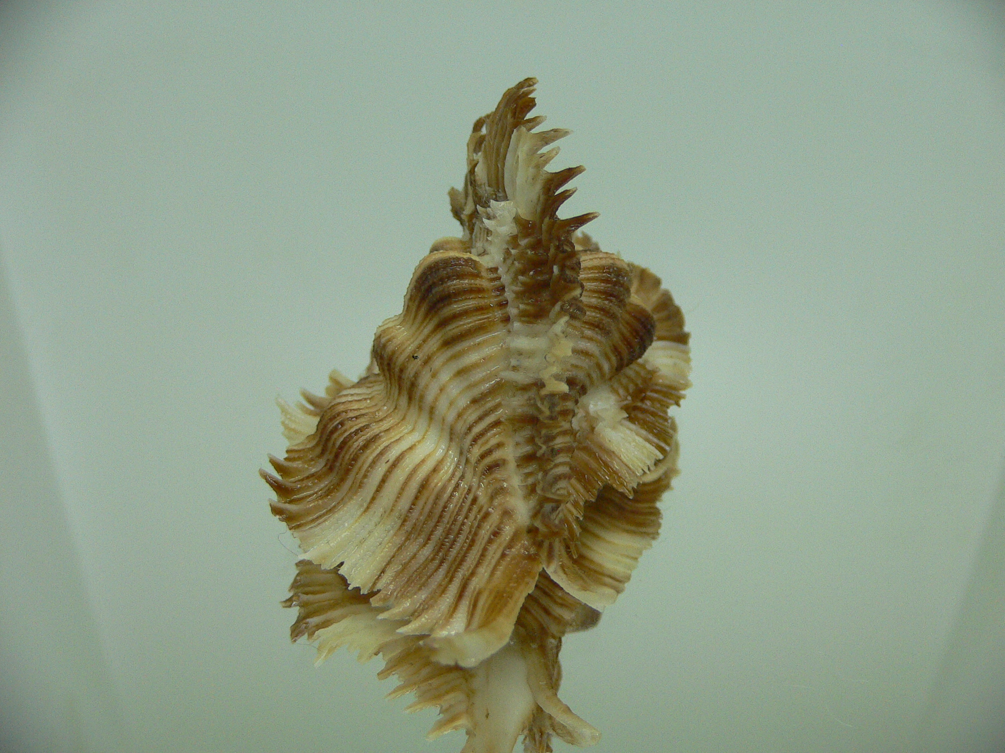 Chicoreus miyokoae SUPER