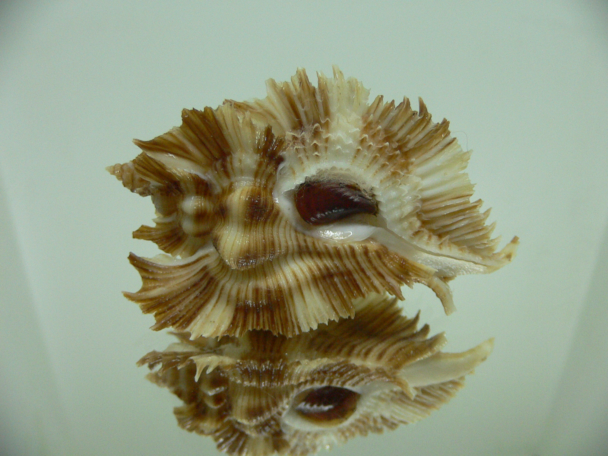 Chicoreus miyokoae SUPER