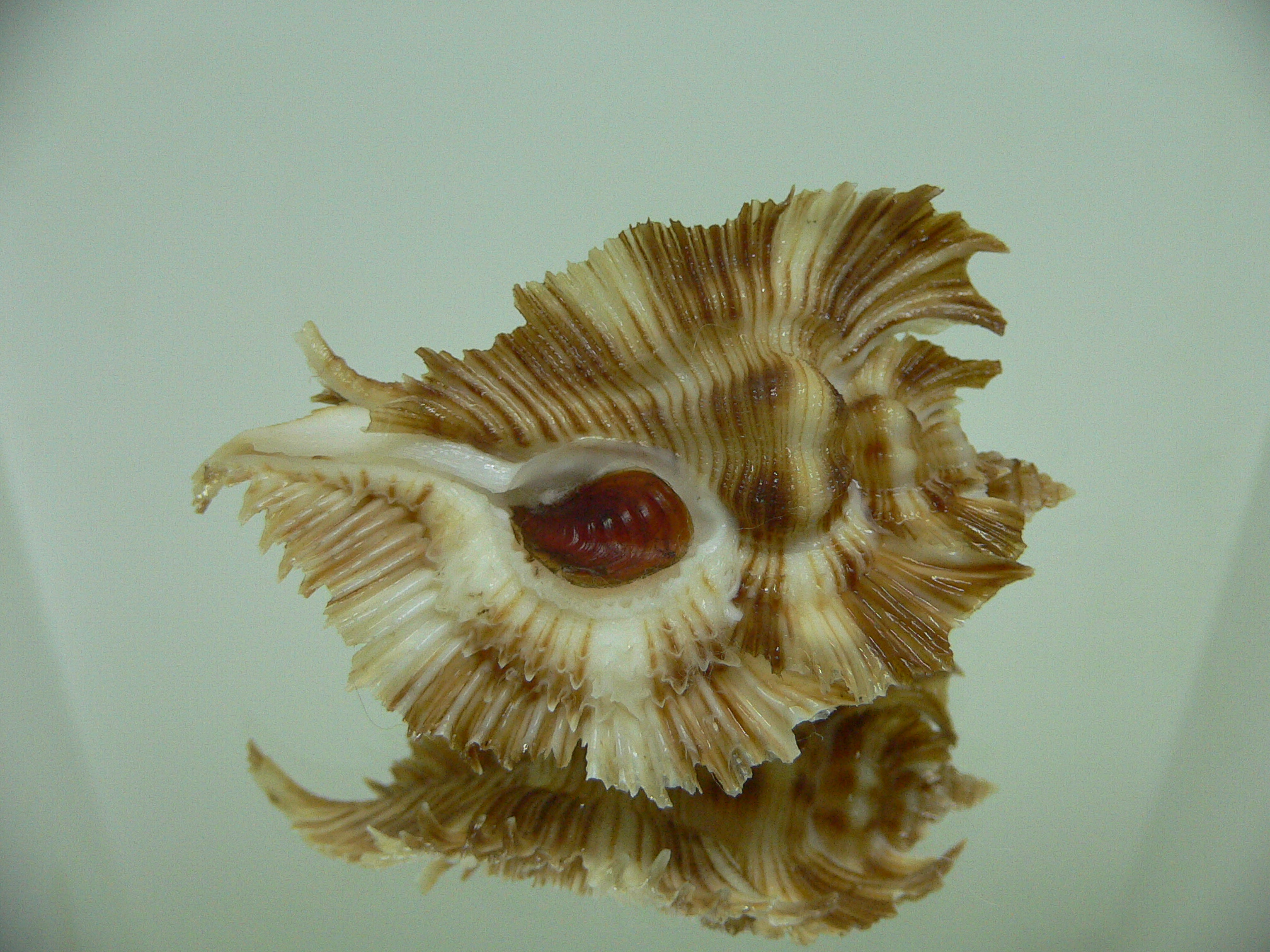 Chicoreus miyokoae SUPER
