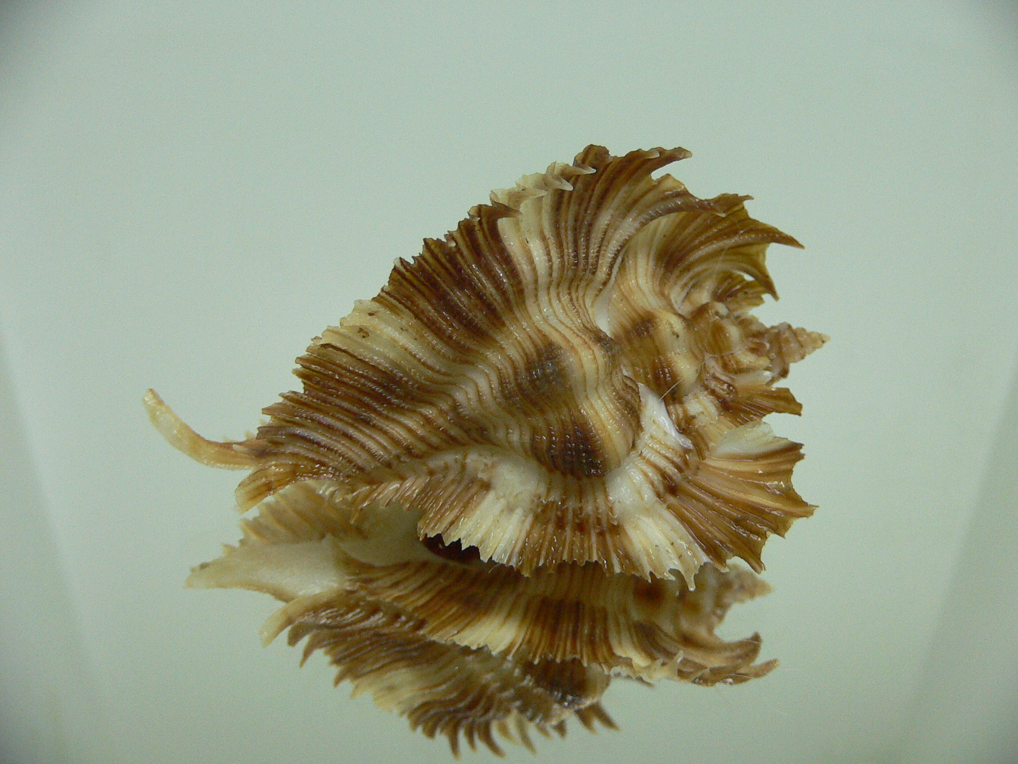 Chicoreus miyokoae SUPER