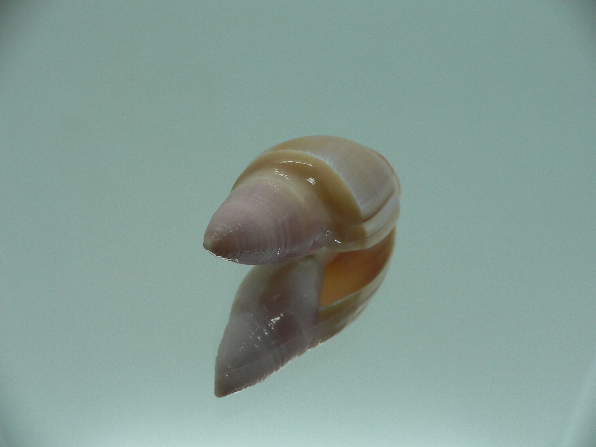 Amalda mamillata IDEAL