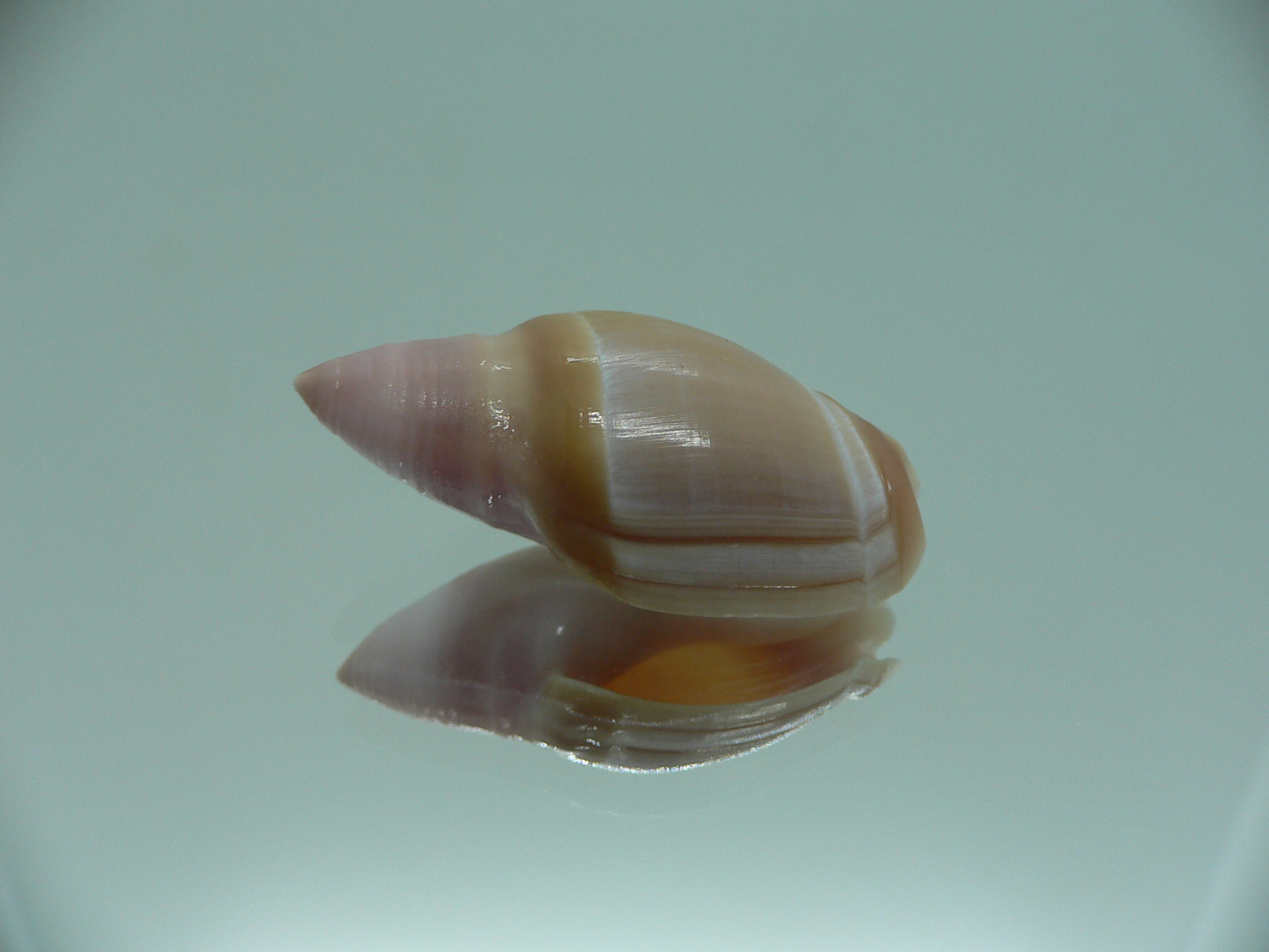 Amalda mamillata IDEAL
