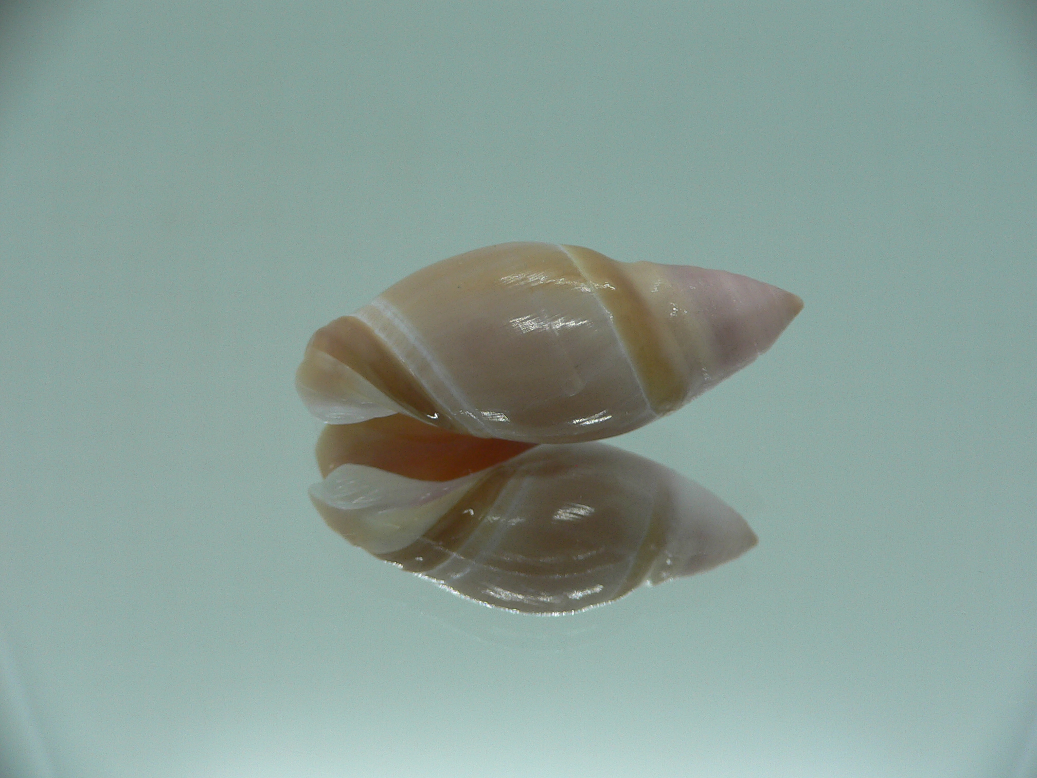 Amalda mamillata IDEAL