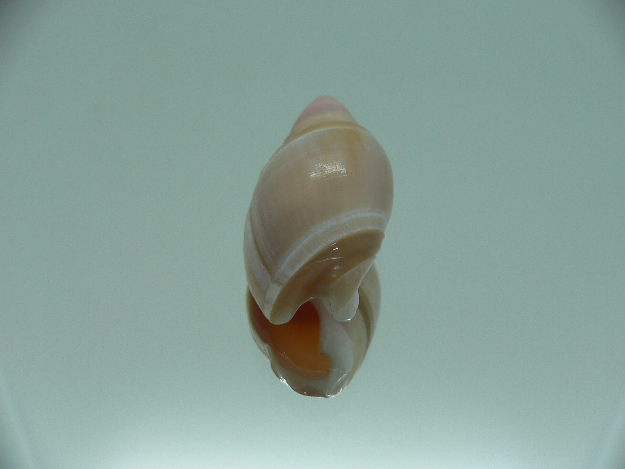 Amalda mamillata IDEAL