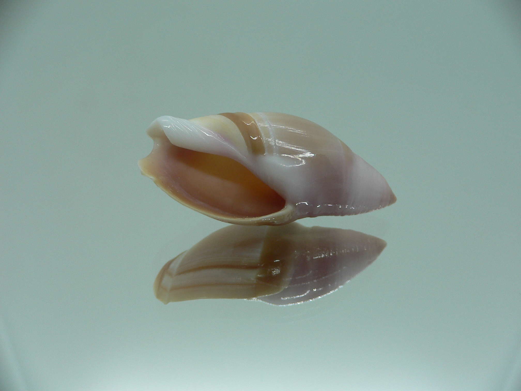 Amalda mamillata IDEAL