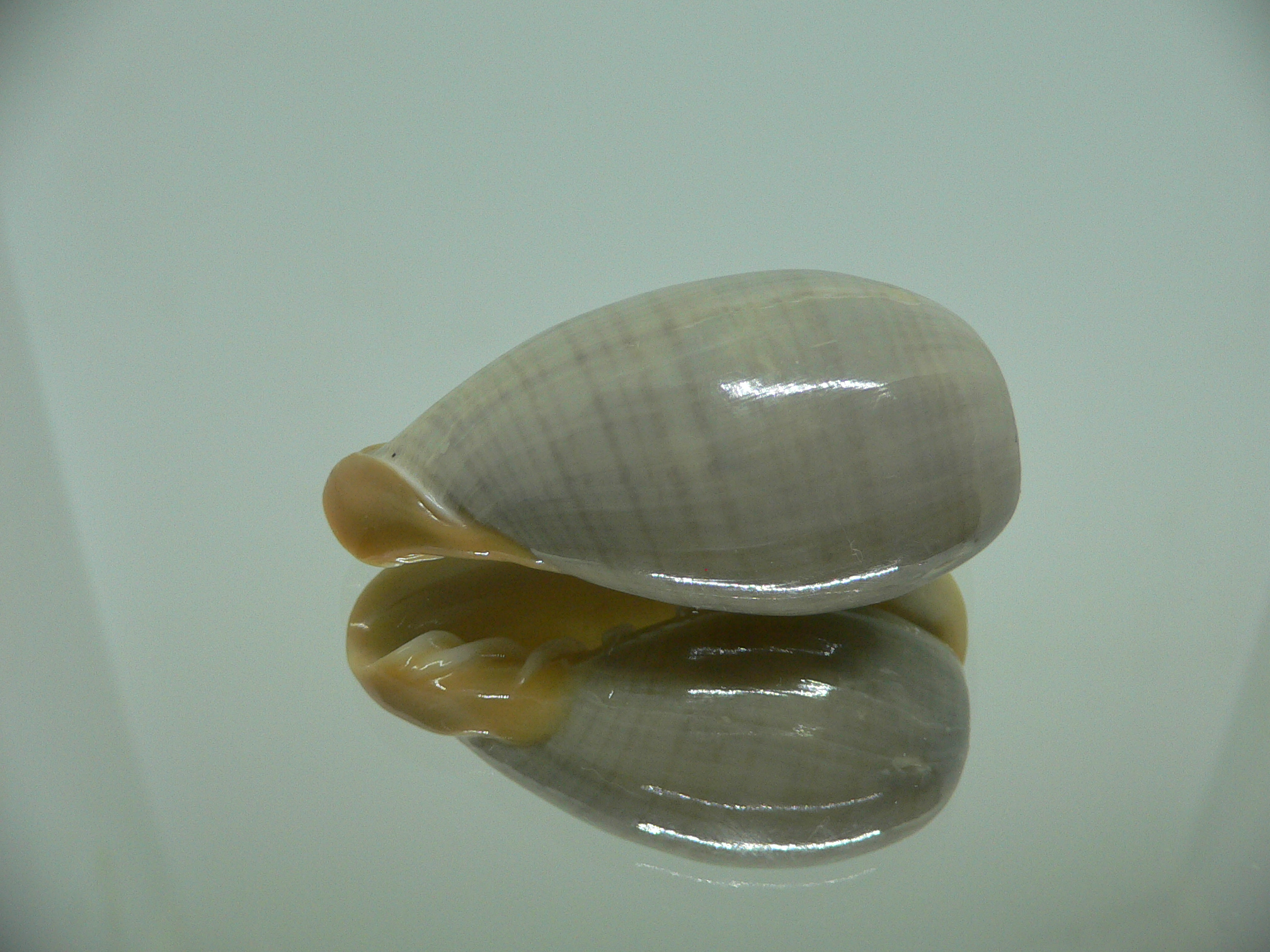 Cryptospira strigata unicolor VERY BIG