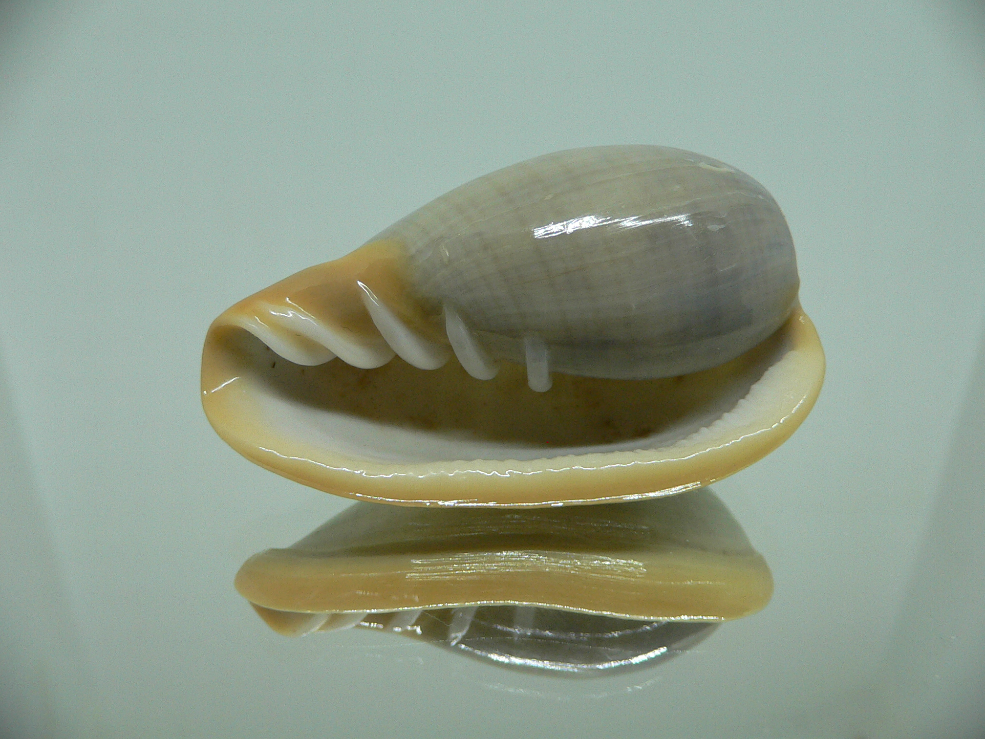 Cryptospira strigata unicolor VERY BIG