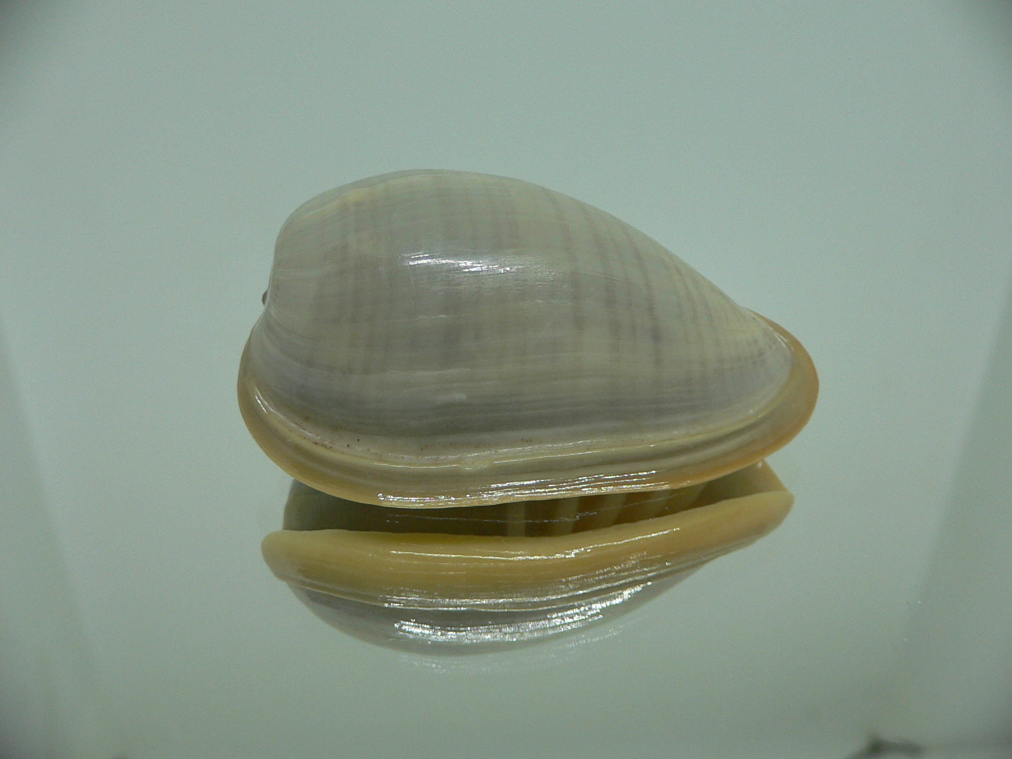 Cryptospira strigata unicolor VERY BIG