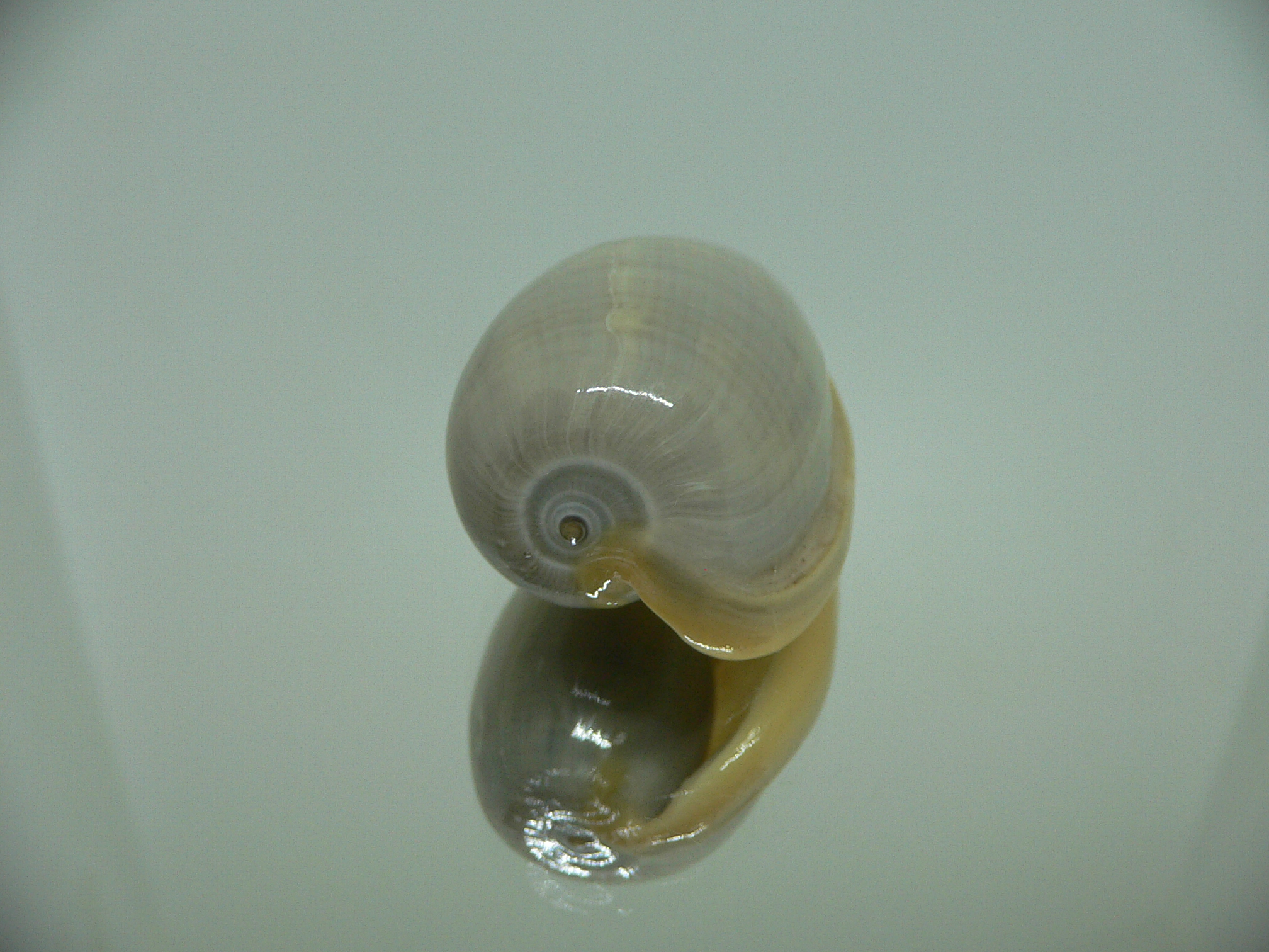 Cryptospira strigata unicolor VERY BIG