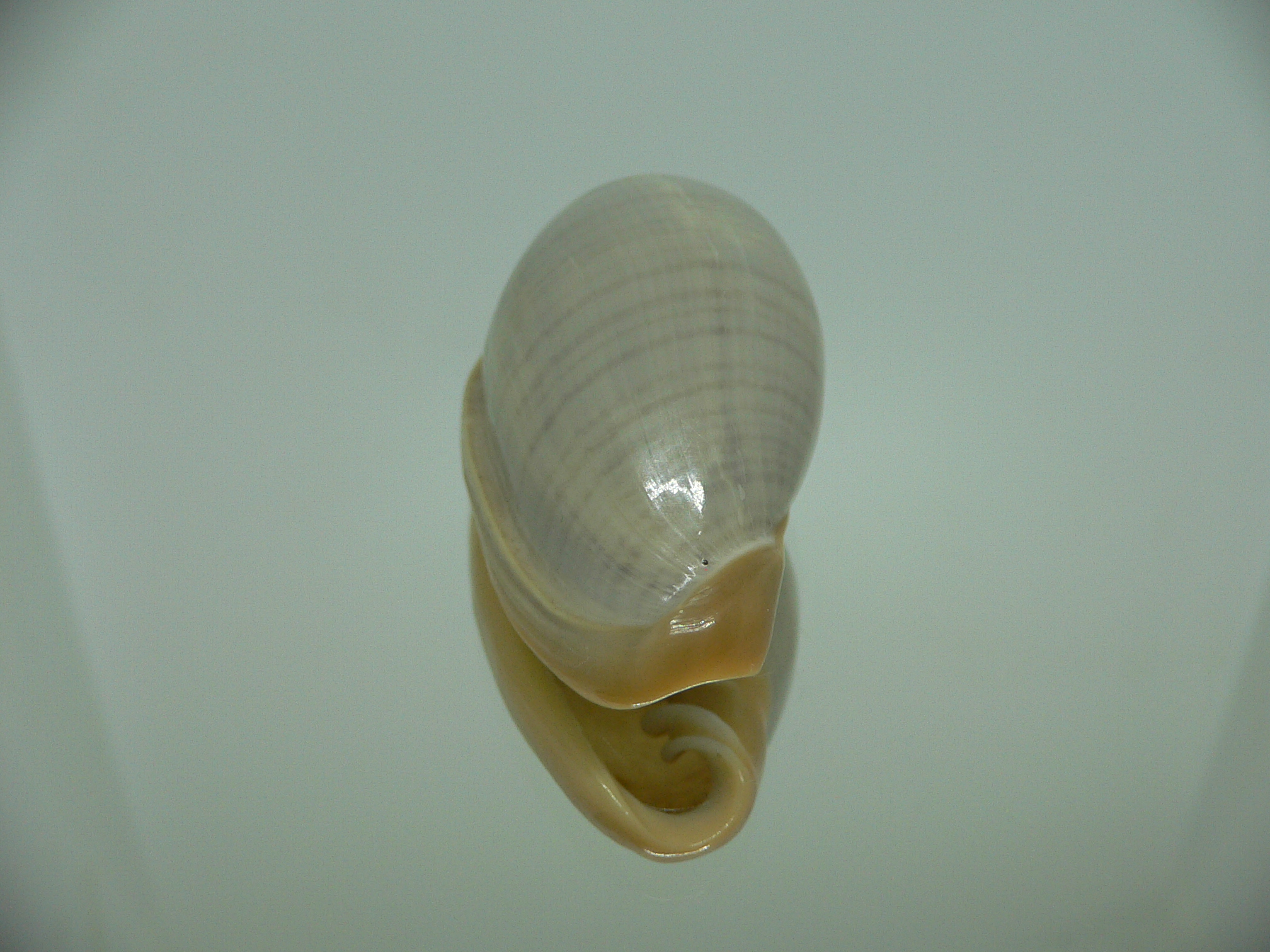 Cryptospira strigata unicolor VERY BIG