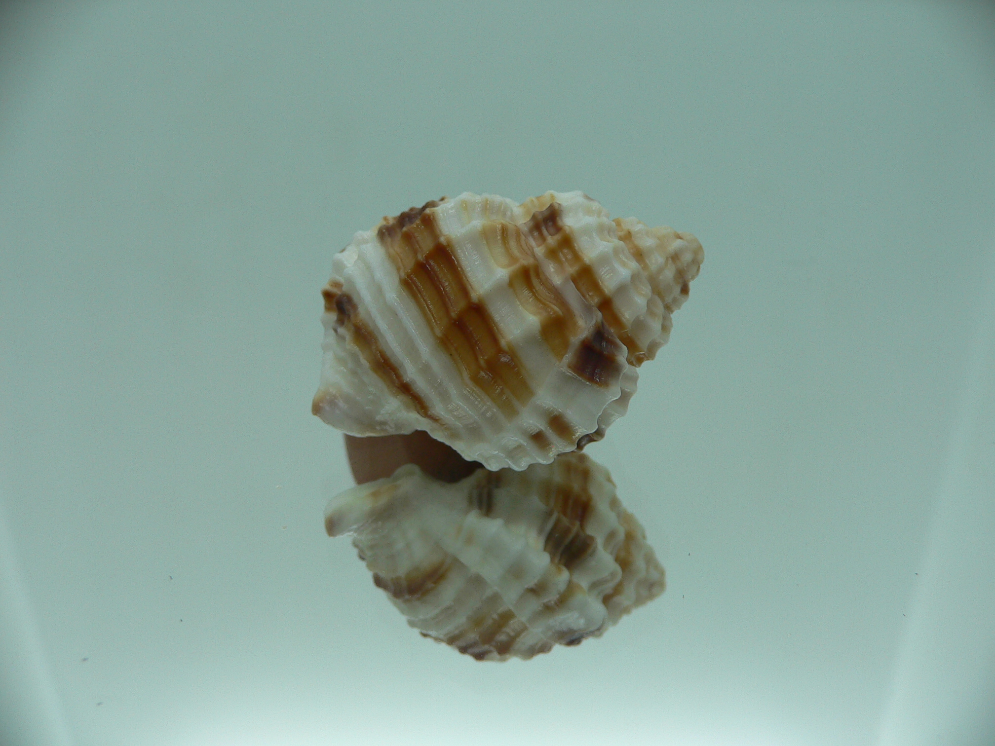 Cancellaria cancellata