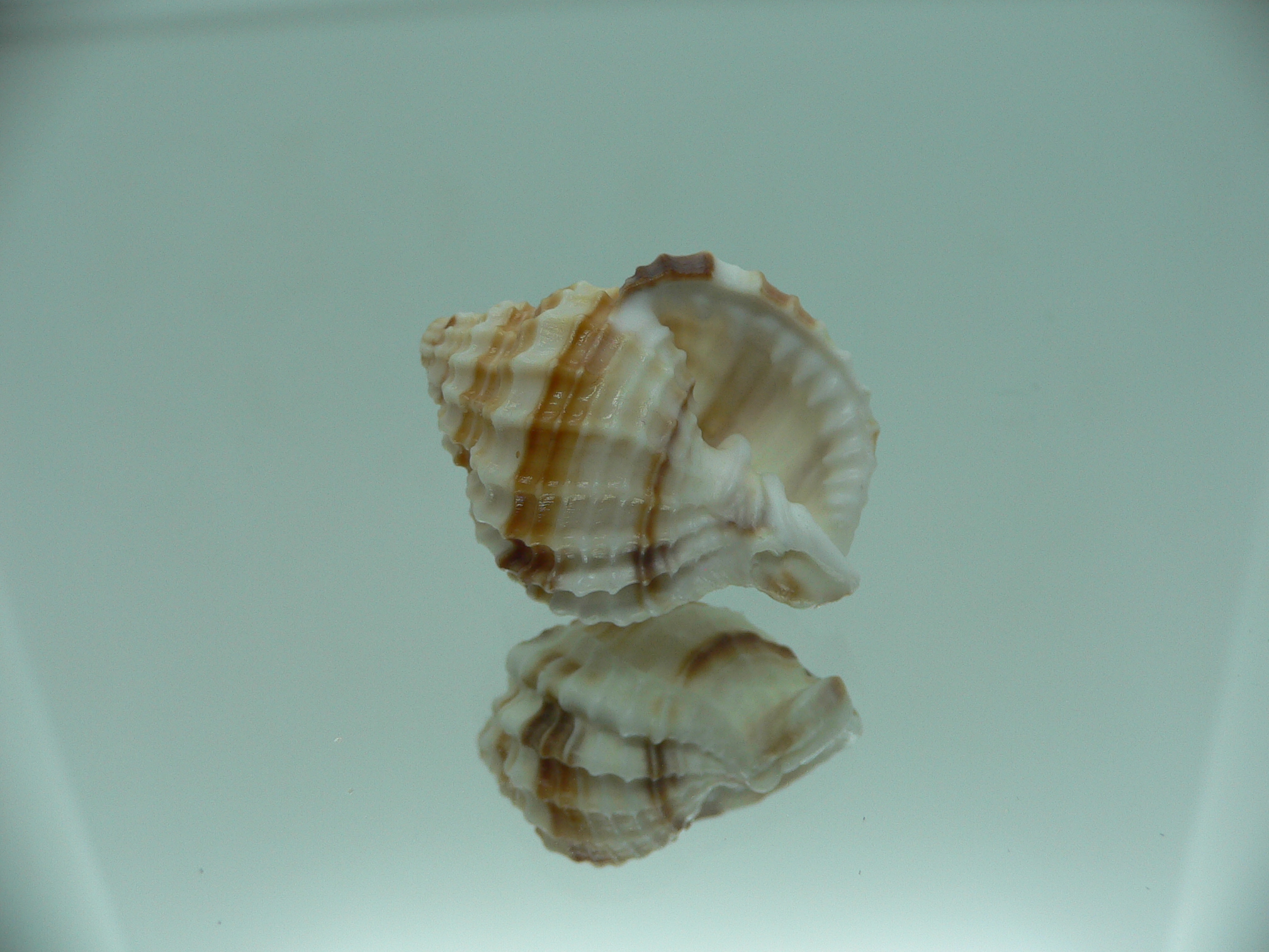 Cancellaria cancellata