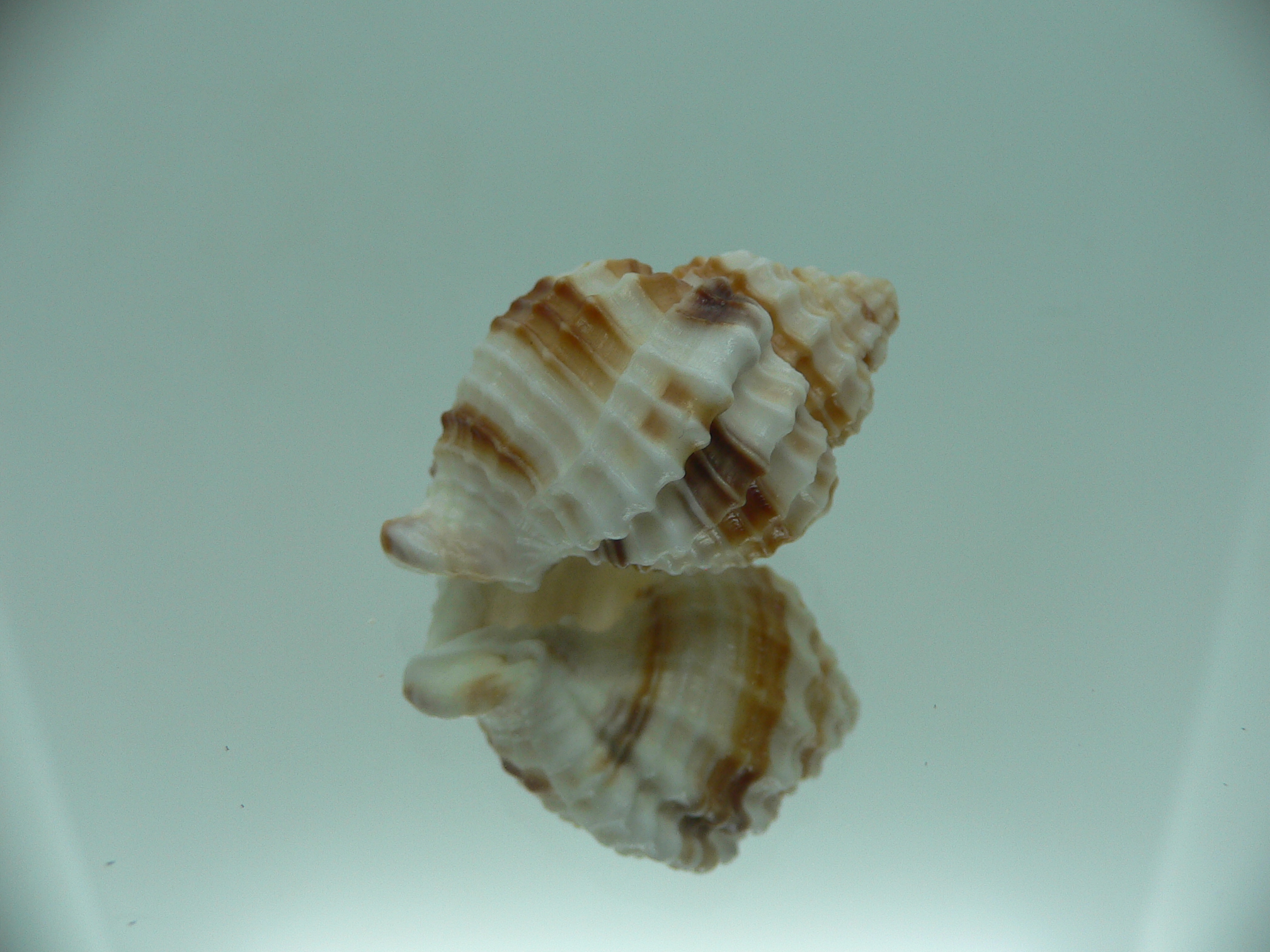 Cancellaria cancellata