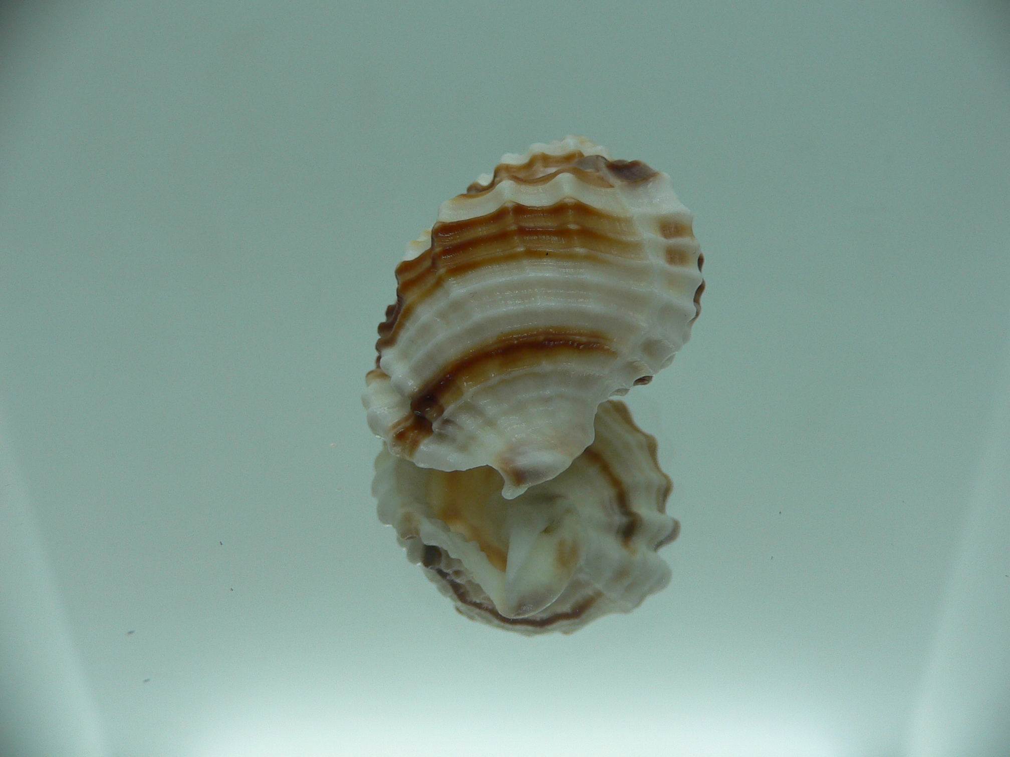 Cancellaria cancellata