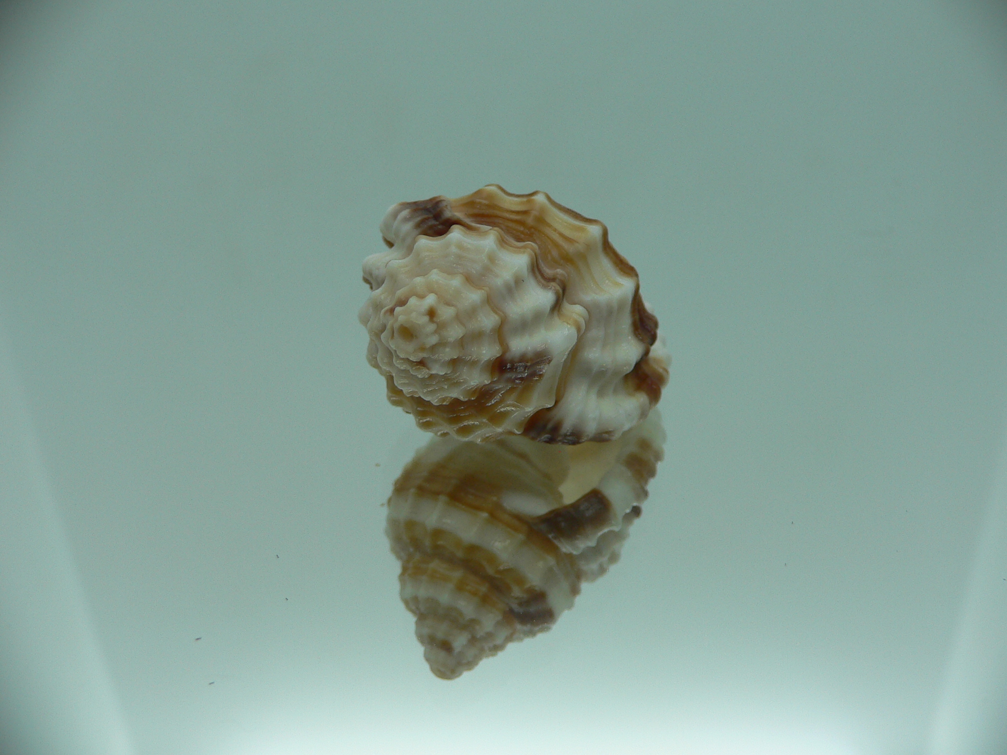 Cancellaria cancellata