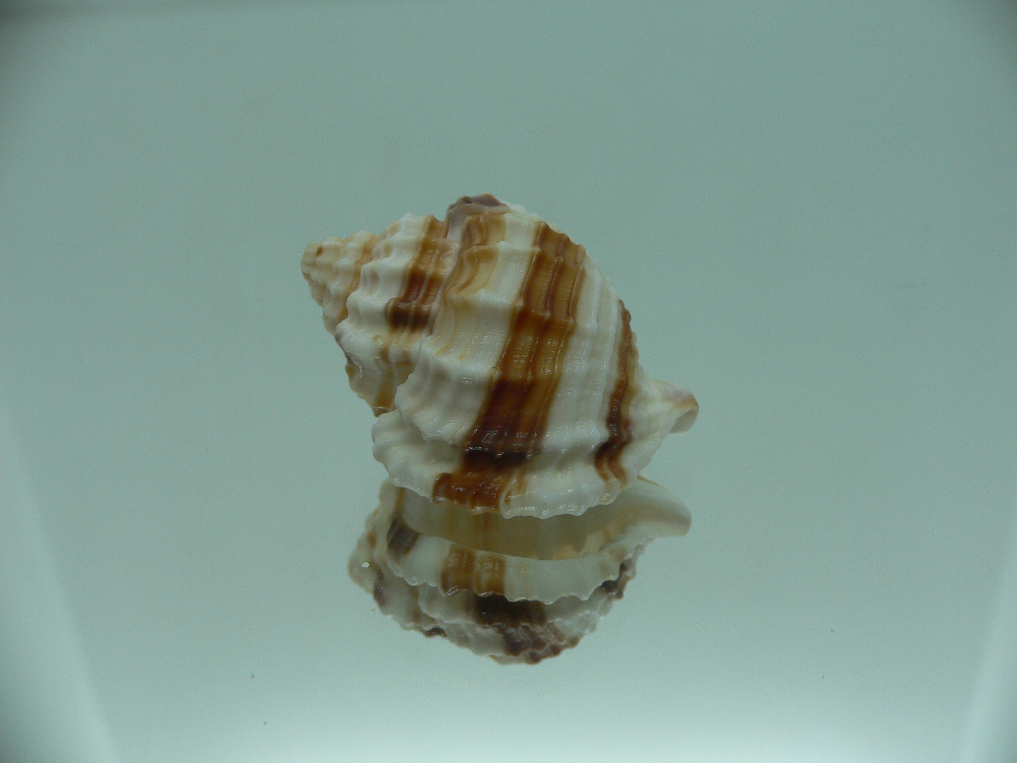 Cancellaria cancellata