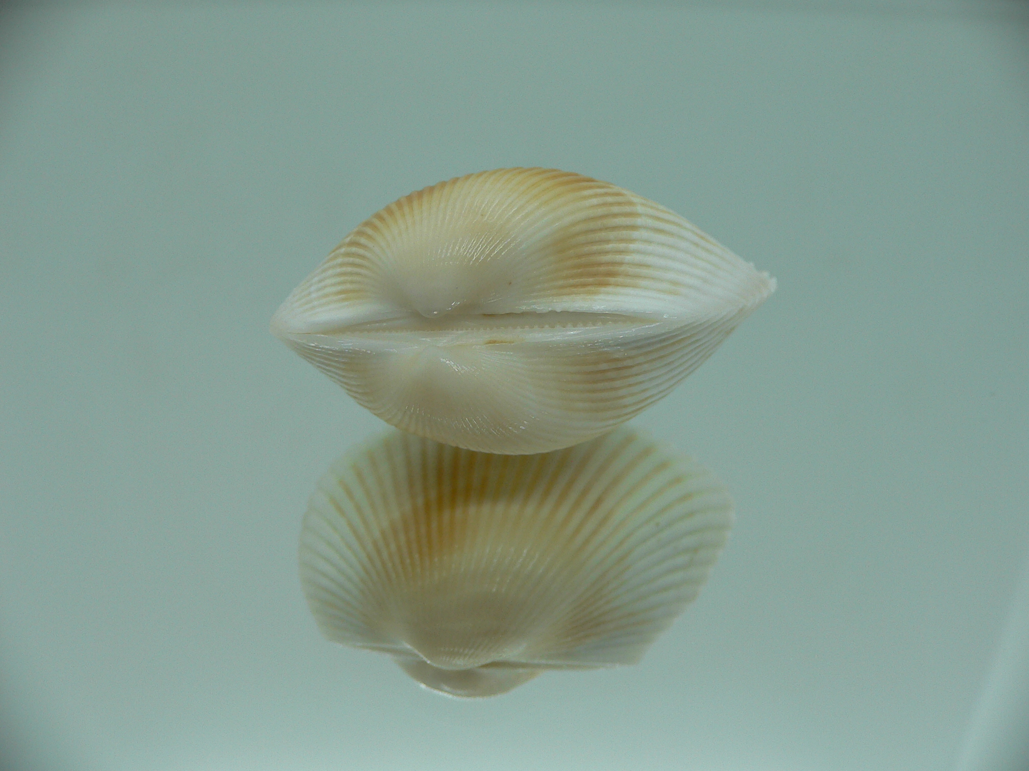 Anadara crebricostata COLOR 1