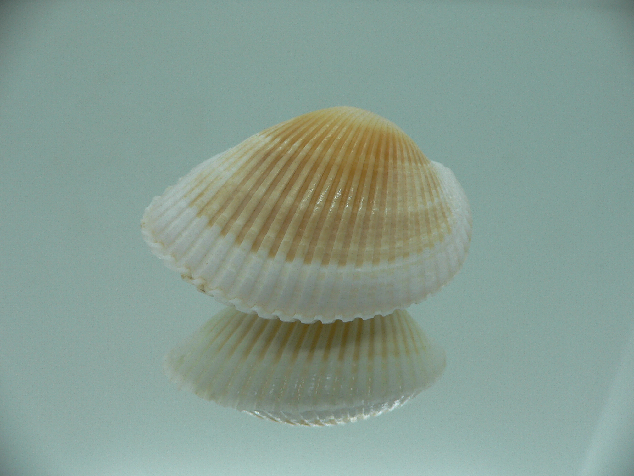 Anadara crebricostata COLOR 1