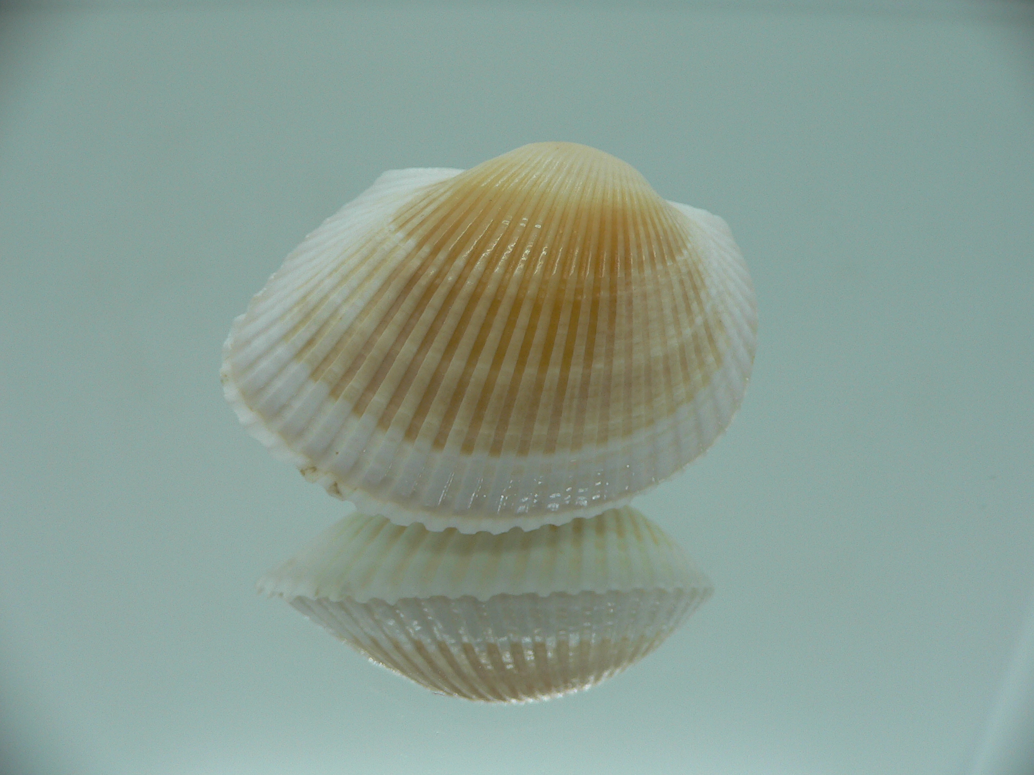Anadara crebricostata COLOR 1