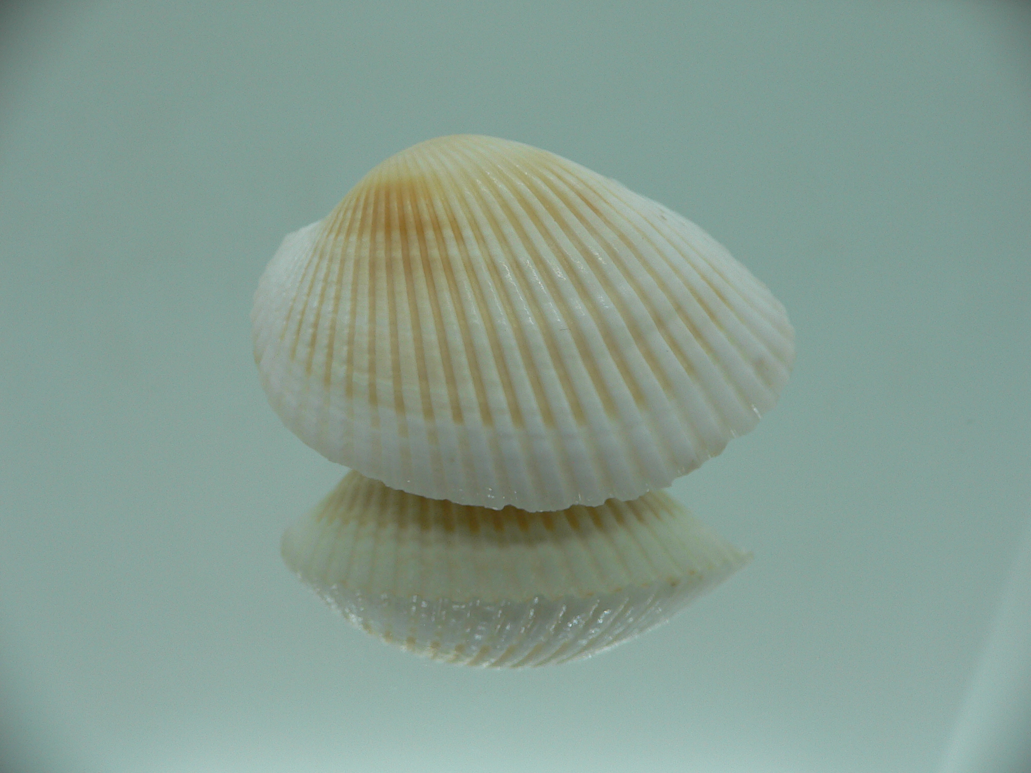 Anadara crebricostata COLOR 1