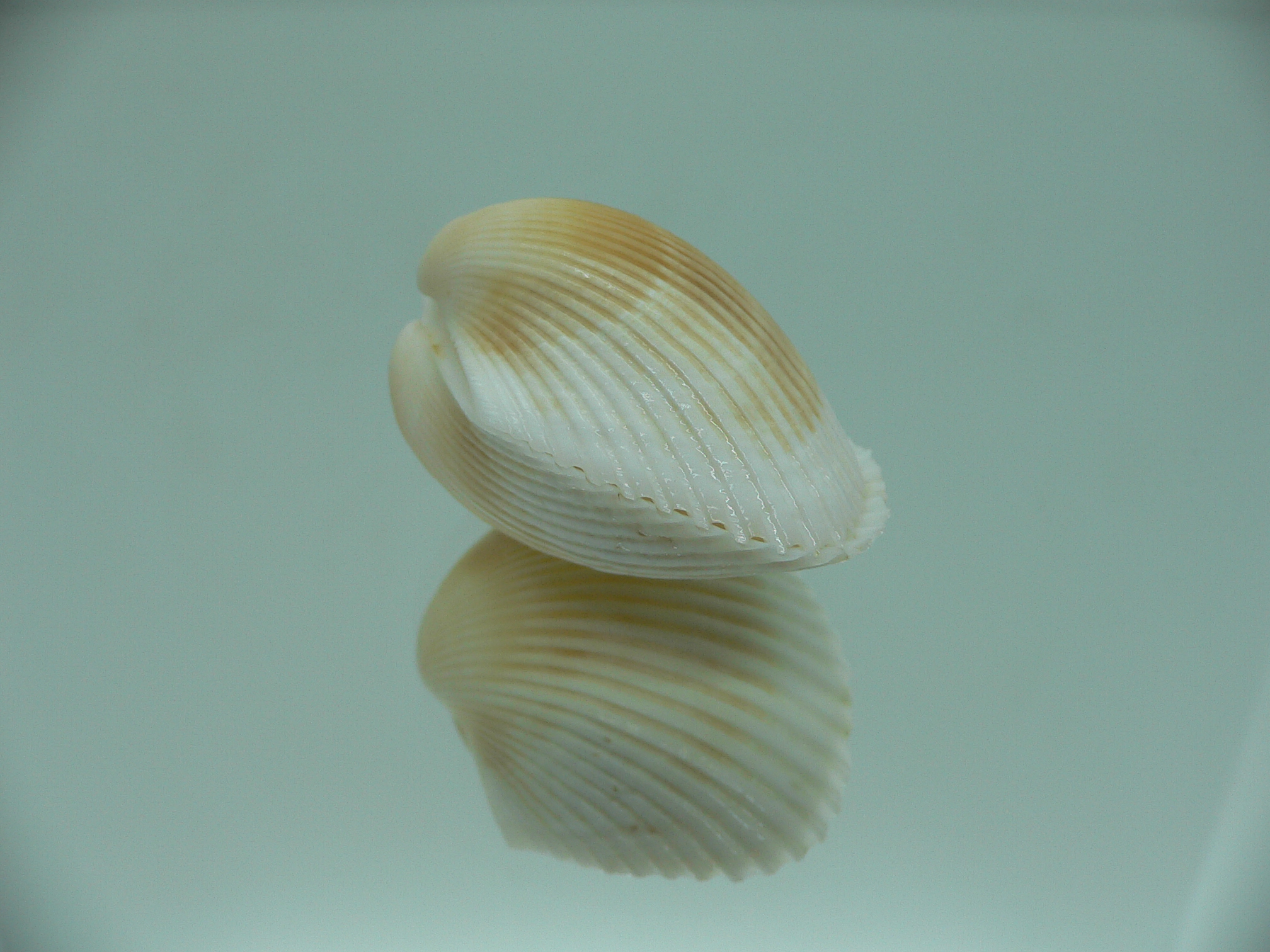 Anadara crebricostata COLOR 1