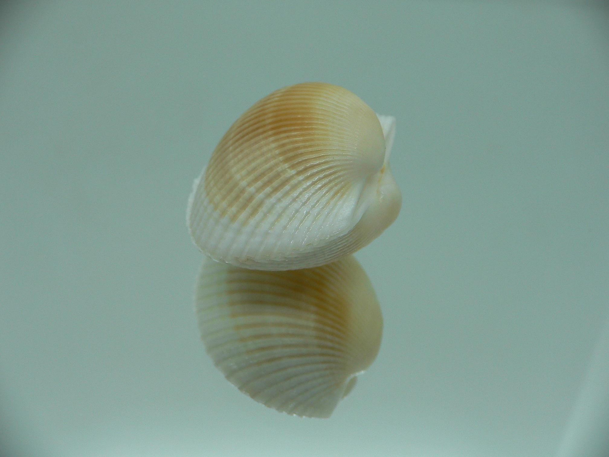 Anadara crebricostata COLOR 1