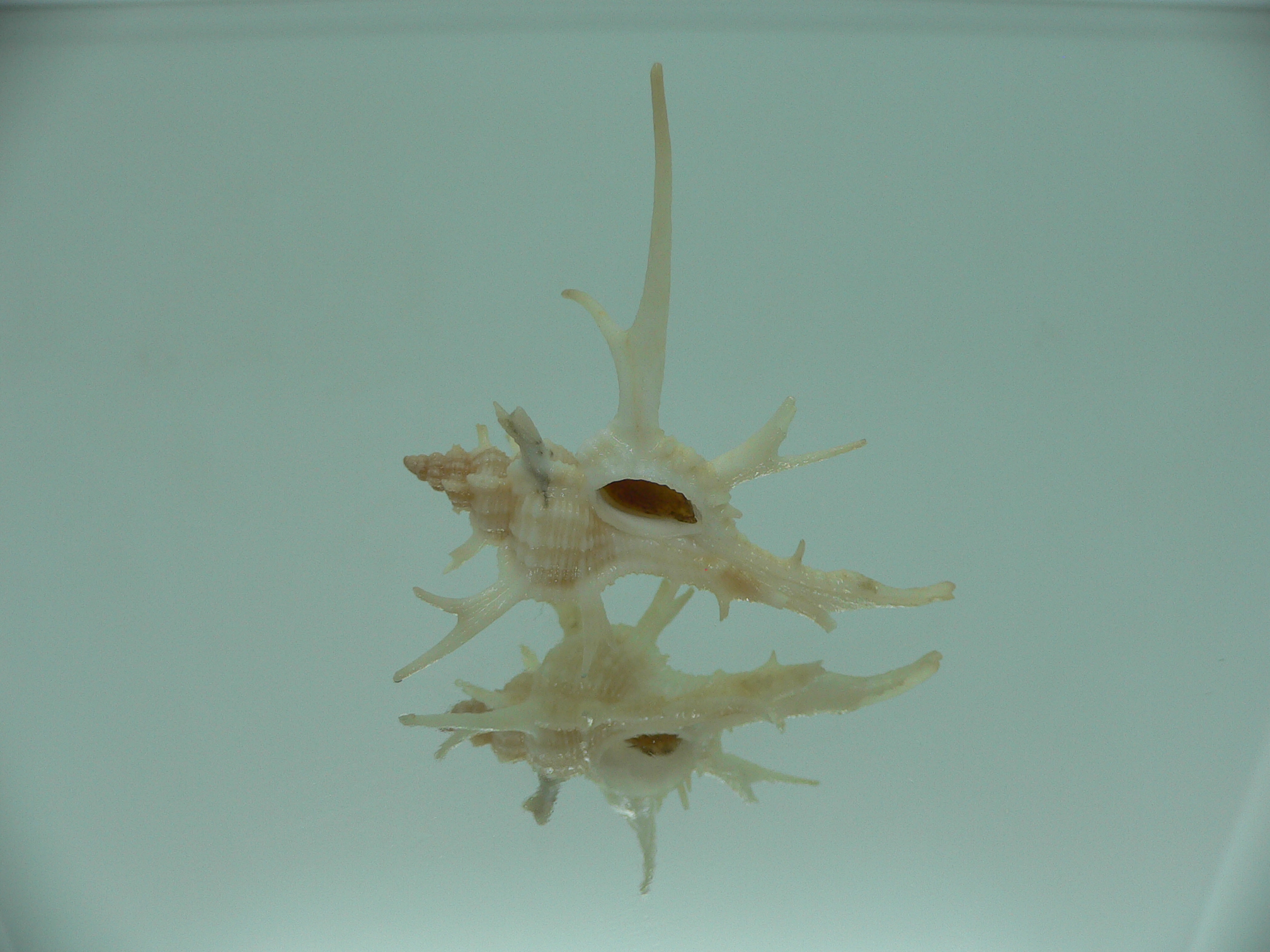 Chicoreus cervicornis SUPER THORNS