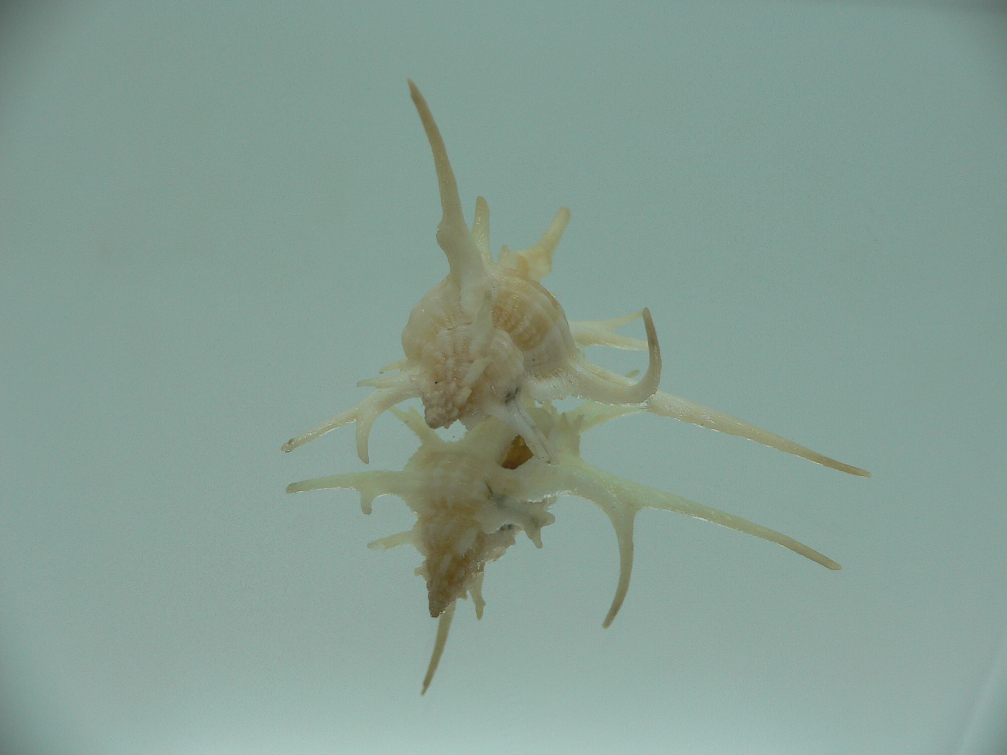 Chicoreus cervicornis SUPER THORNS