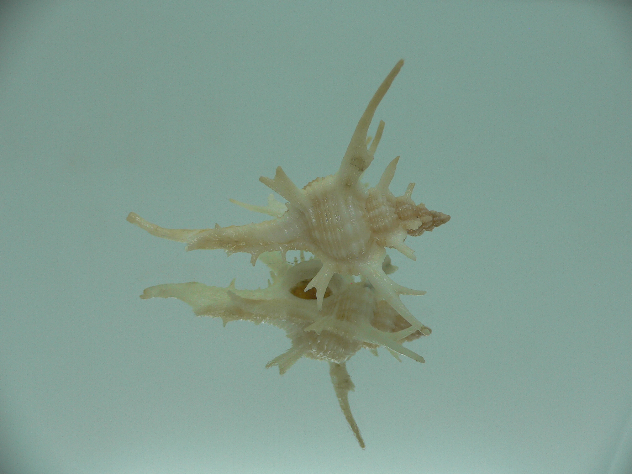 Chicoreus cervicornis SUPER THORNS