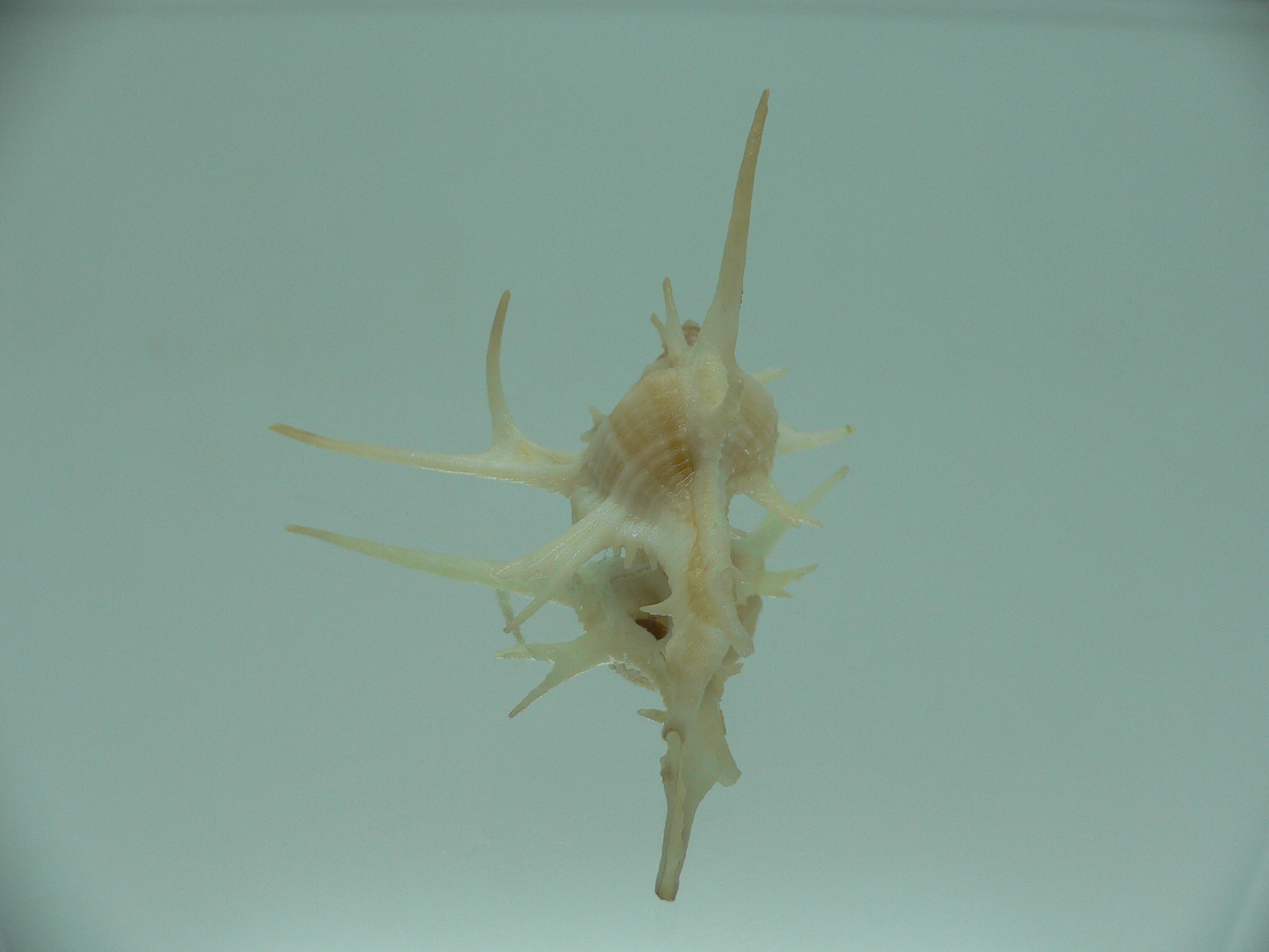 Chicoreus cervicornis SUPER THORNS