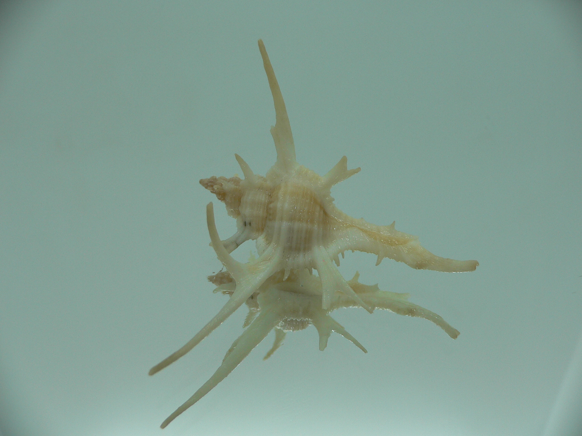 Chicoreus cervicornis SUPER THORNS