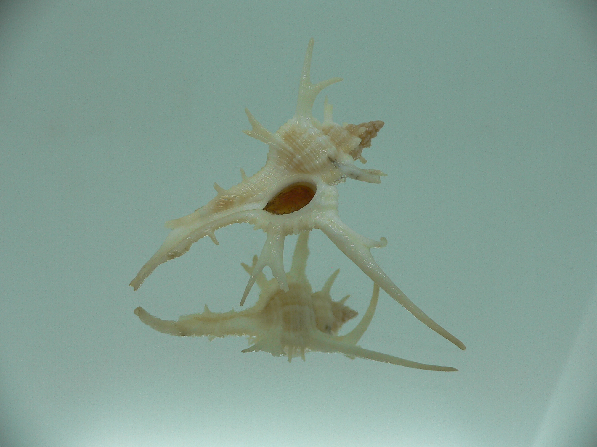 Chicoreus cervicornis SUPER THORNS