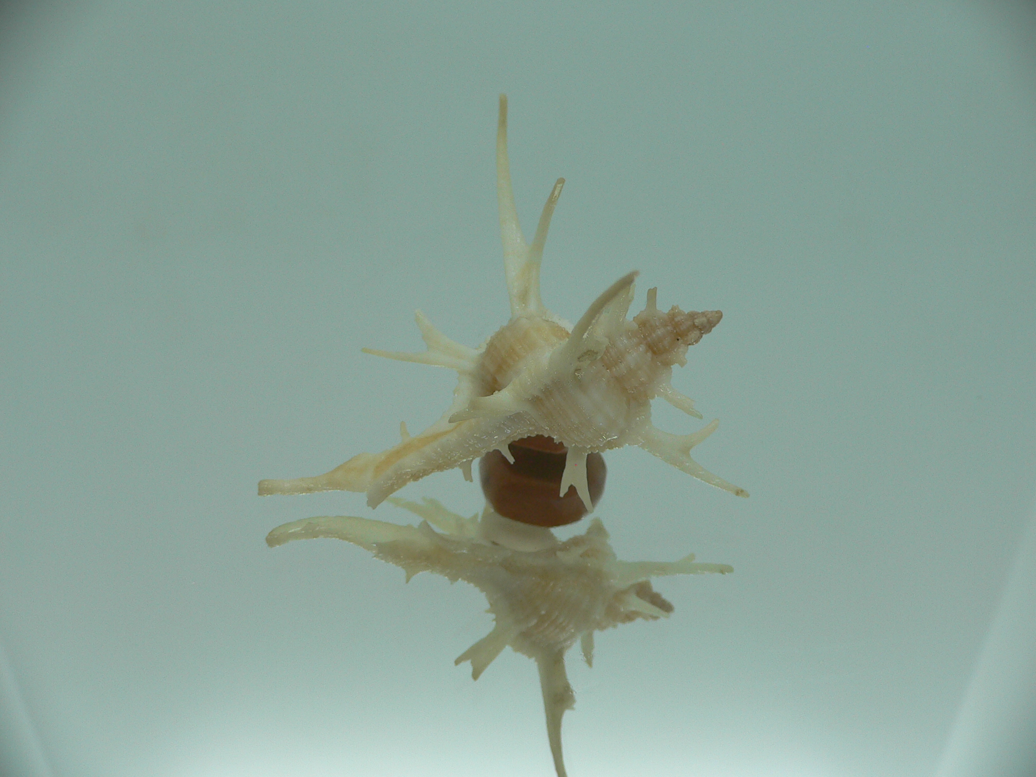 Chicoreus cervicornis SUPER THORNS