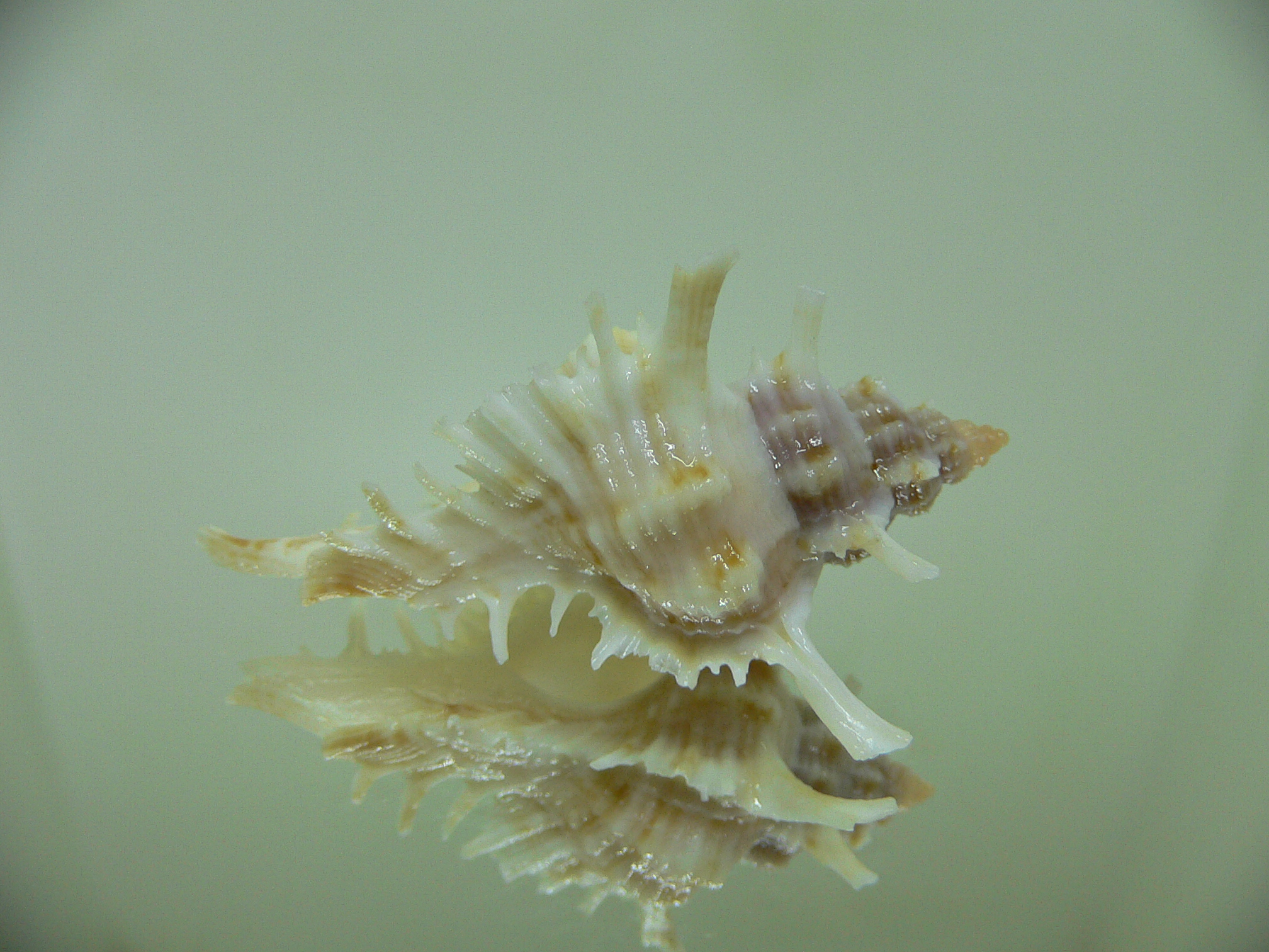 Chicoreus damicornis