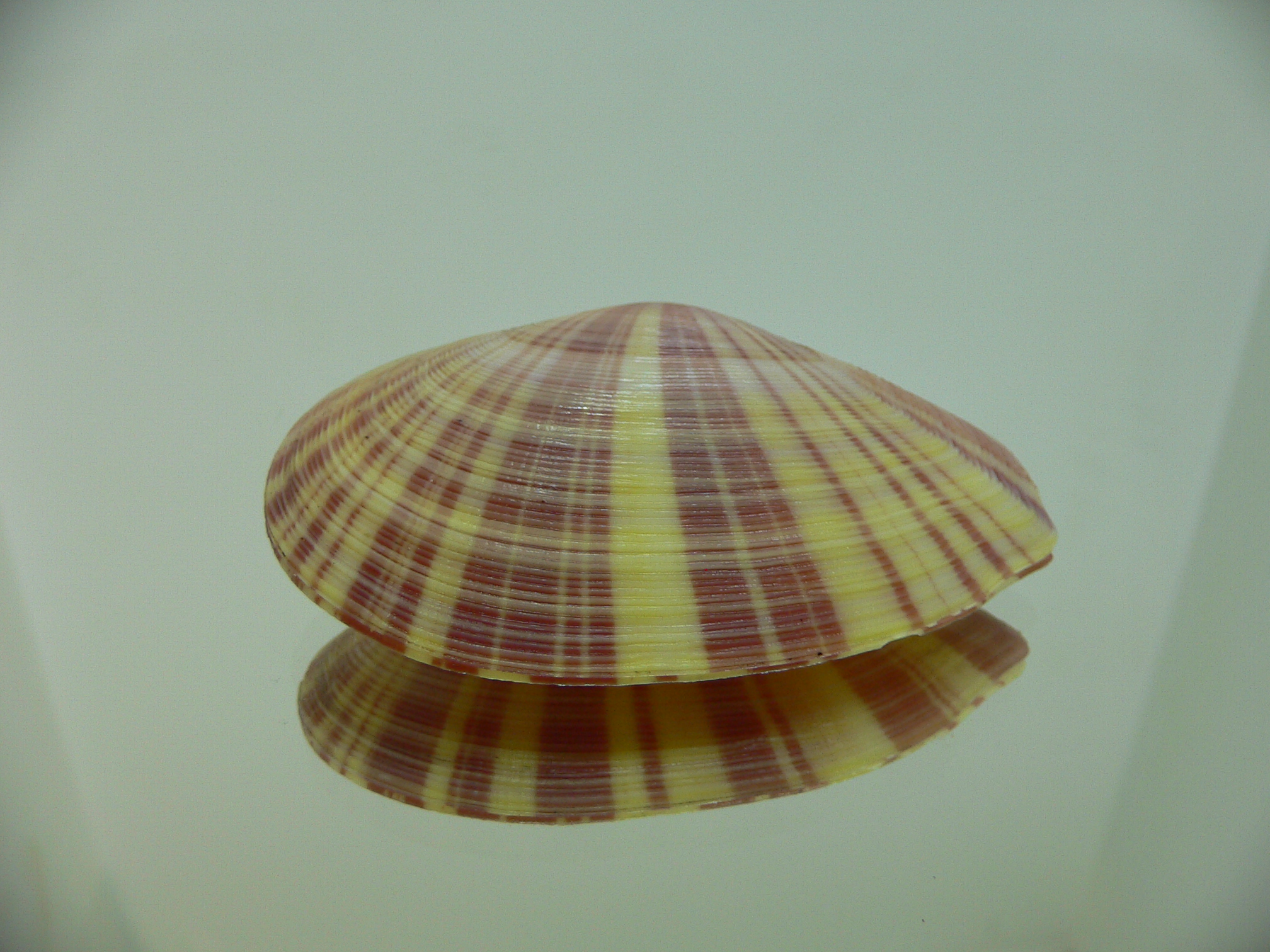 Tellina virgata SUPER & DARK