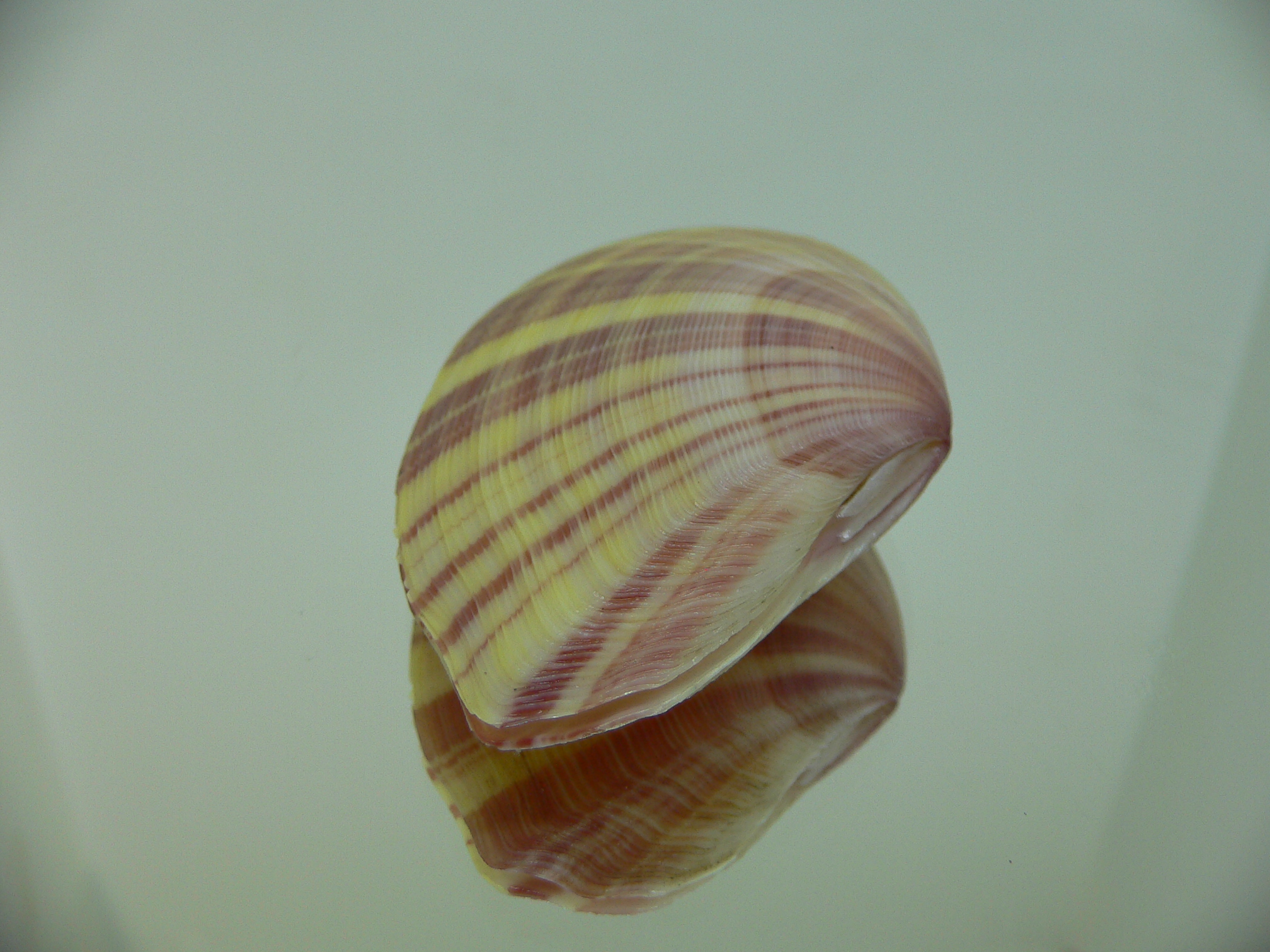 Tellina virgata SUPER & DARK