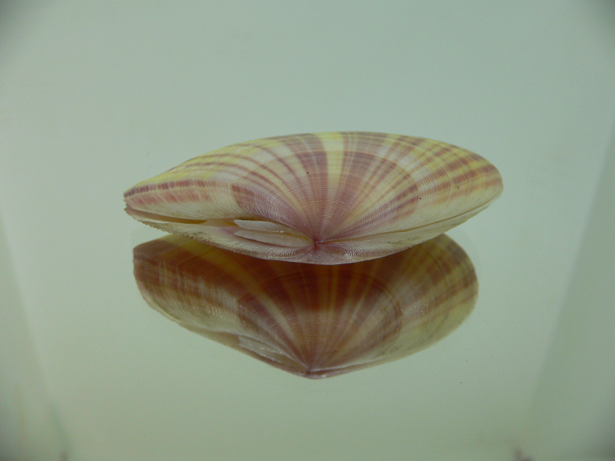 Tellina virgata SUPER & DARK