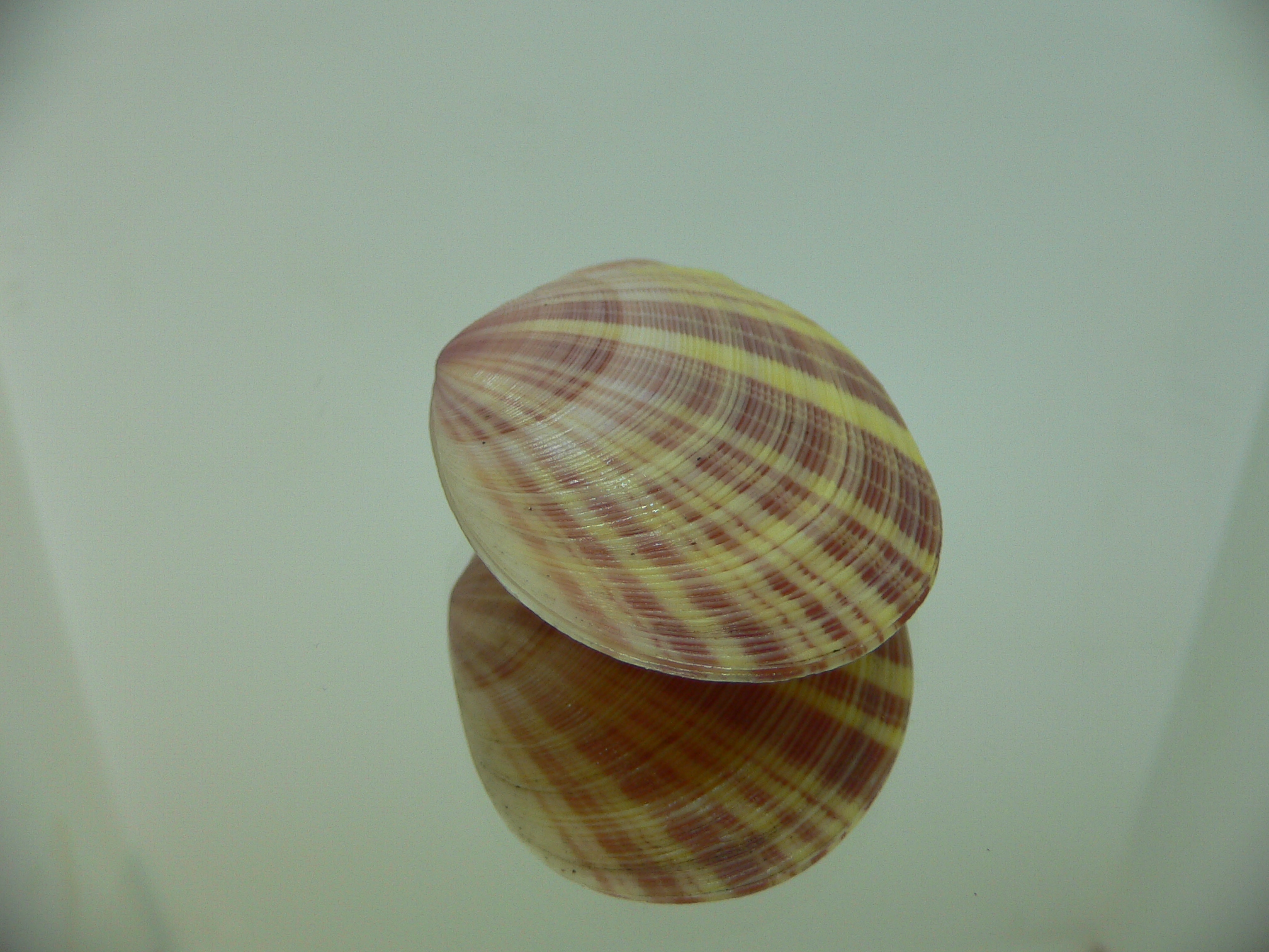 Tellina virgata SUPER & DARK