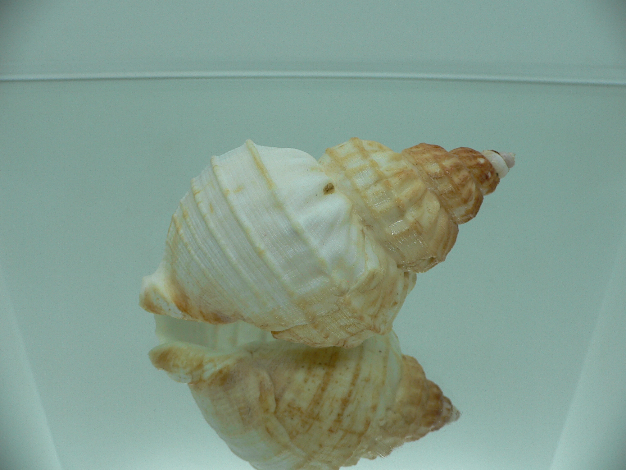 Buccinum verkruzeni TRICOLOR