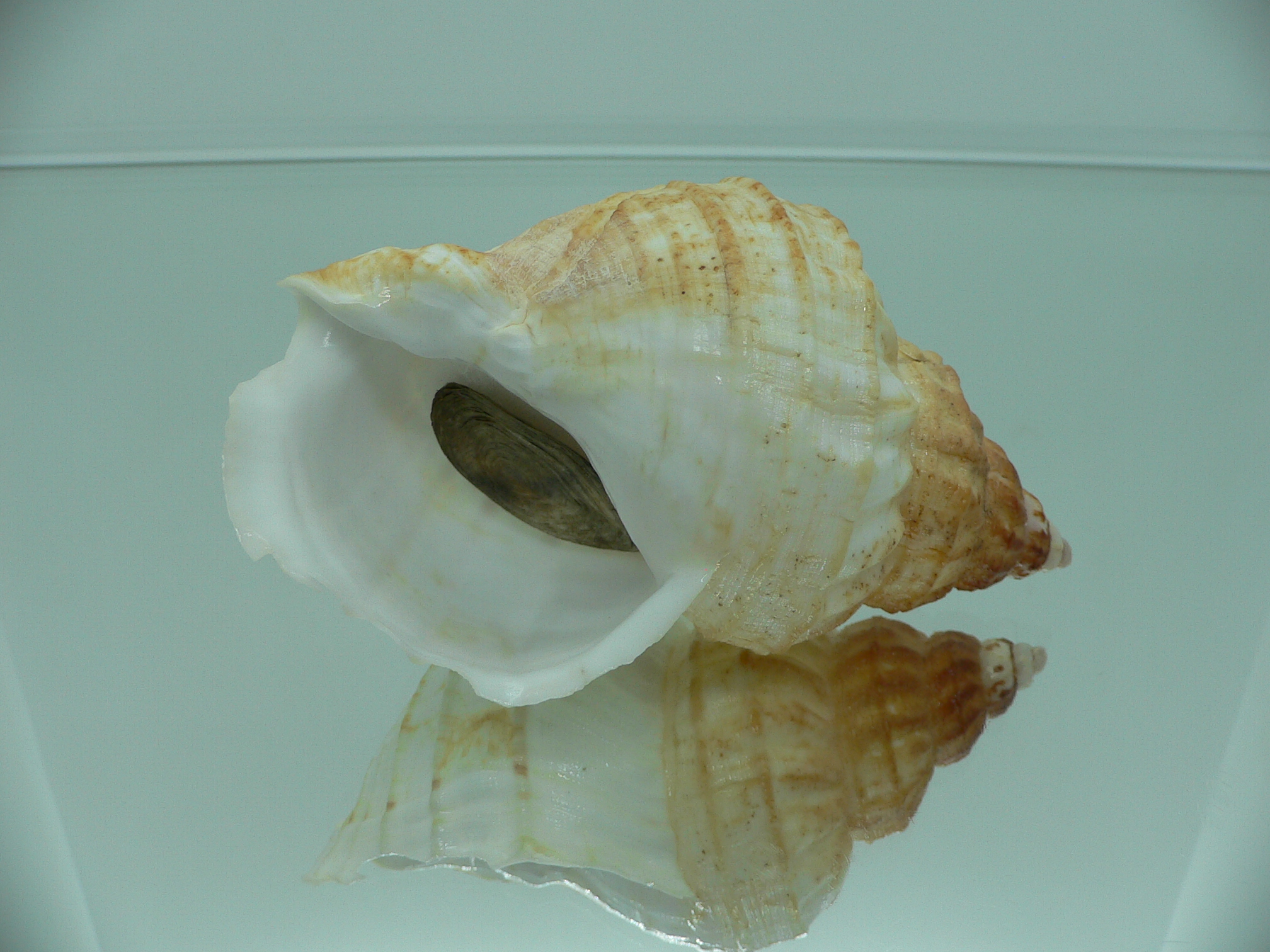 Buccinum verkruzeni TRICOLOR