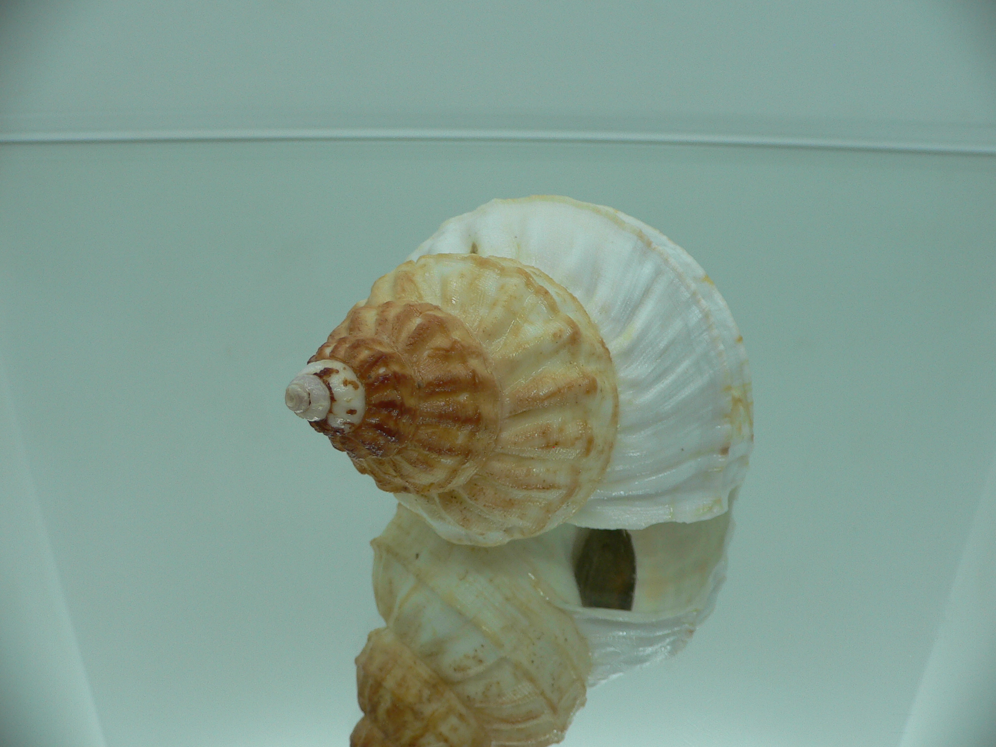 Buccinum verkruzeni TRICOLOR