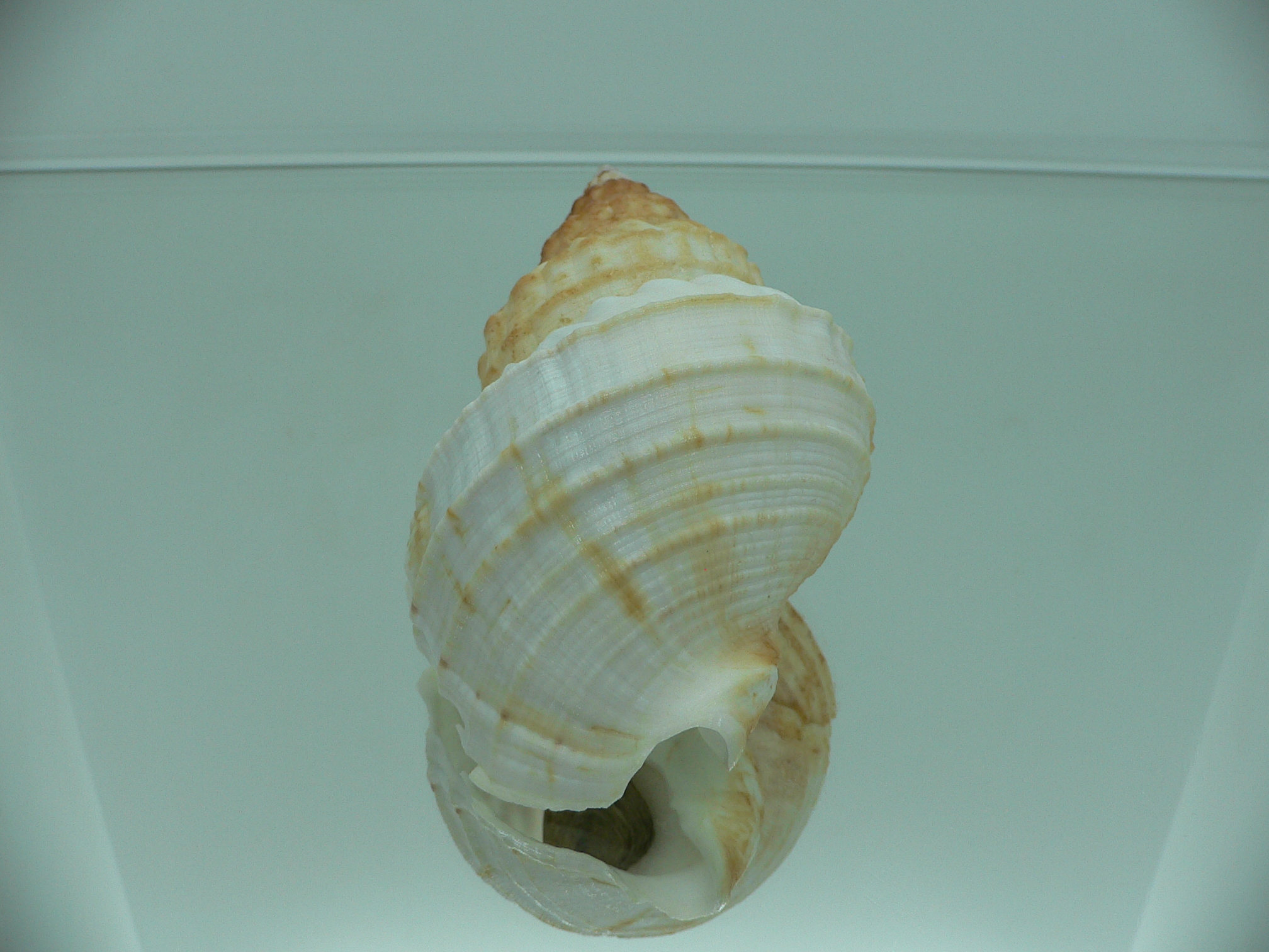 Buccinum verkruzeni TRICOLOR