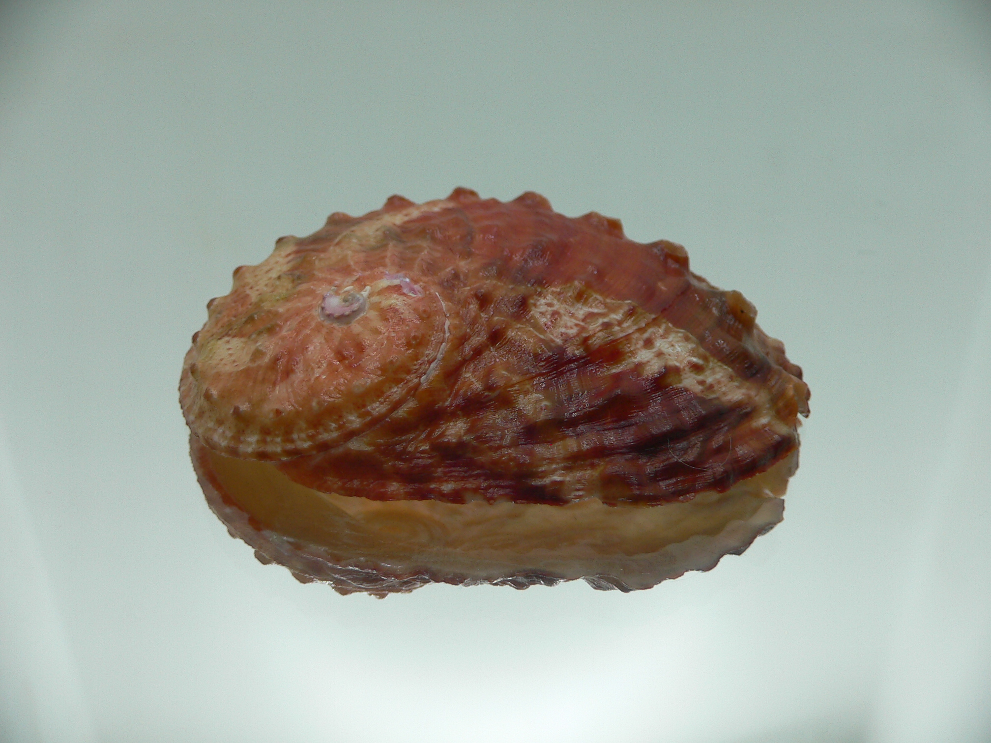 Haliotis ovina ovina RED