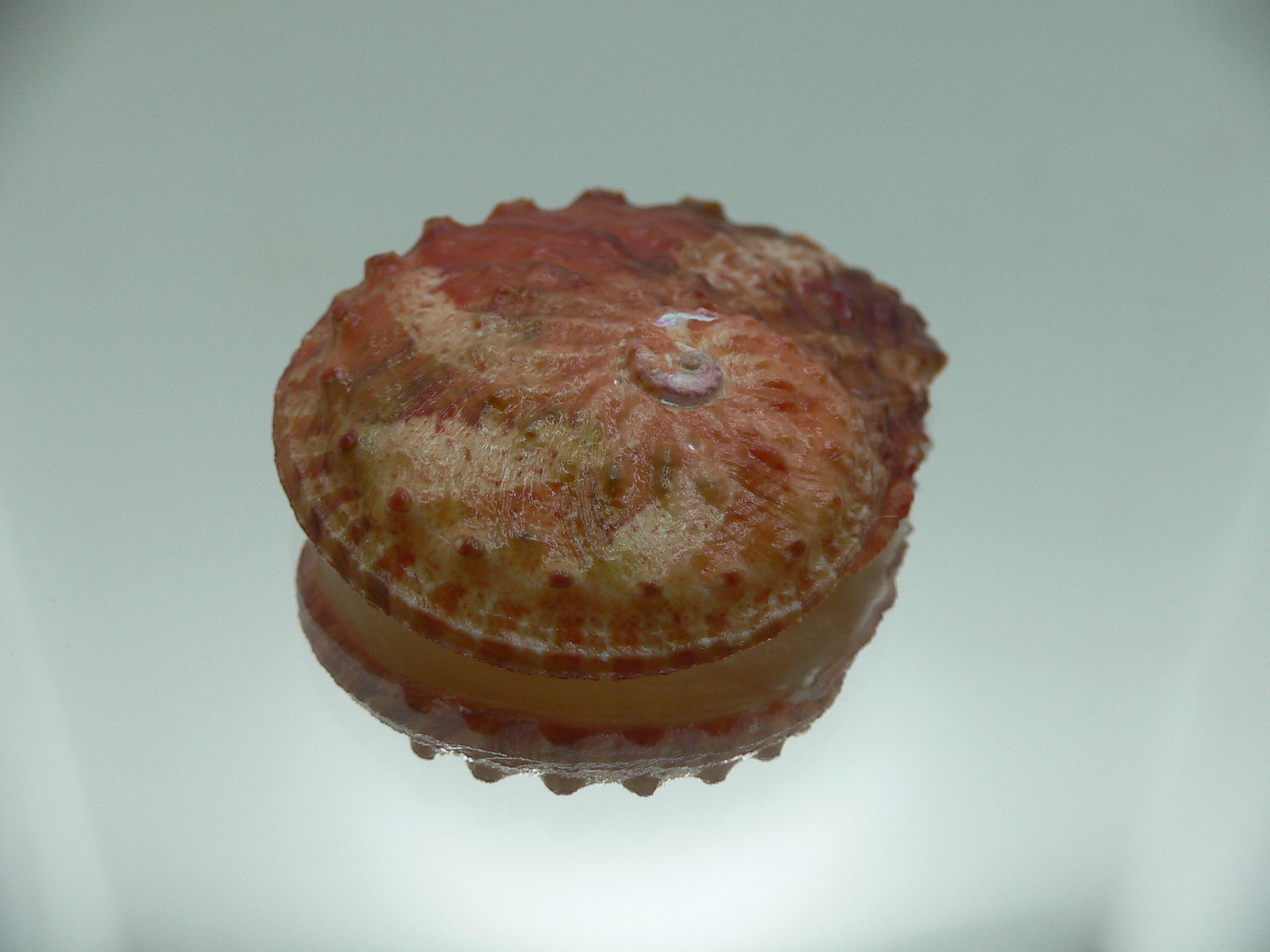 Haliotis ovina ovina RED